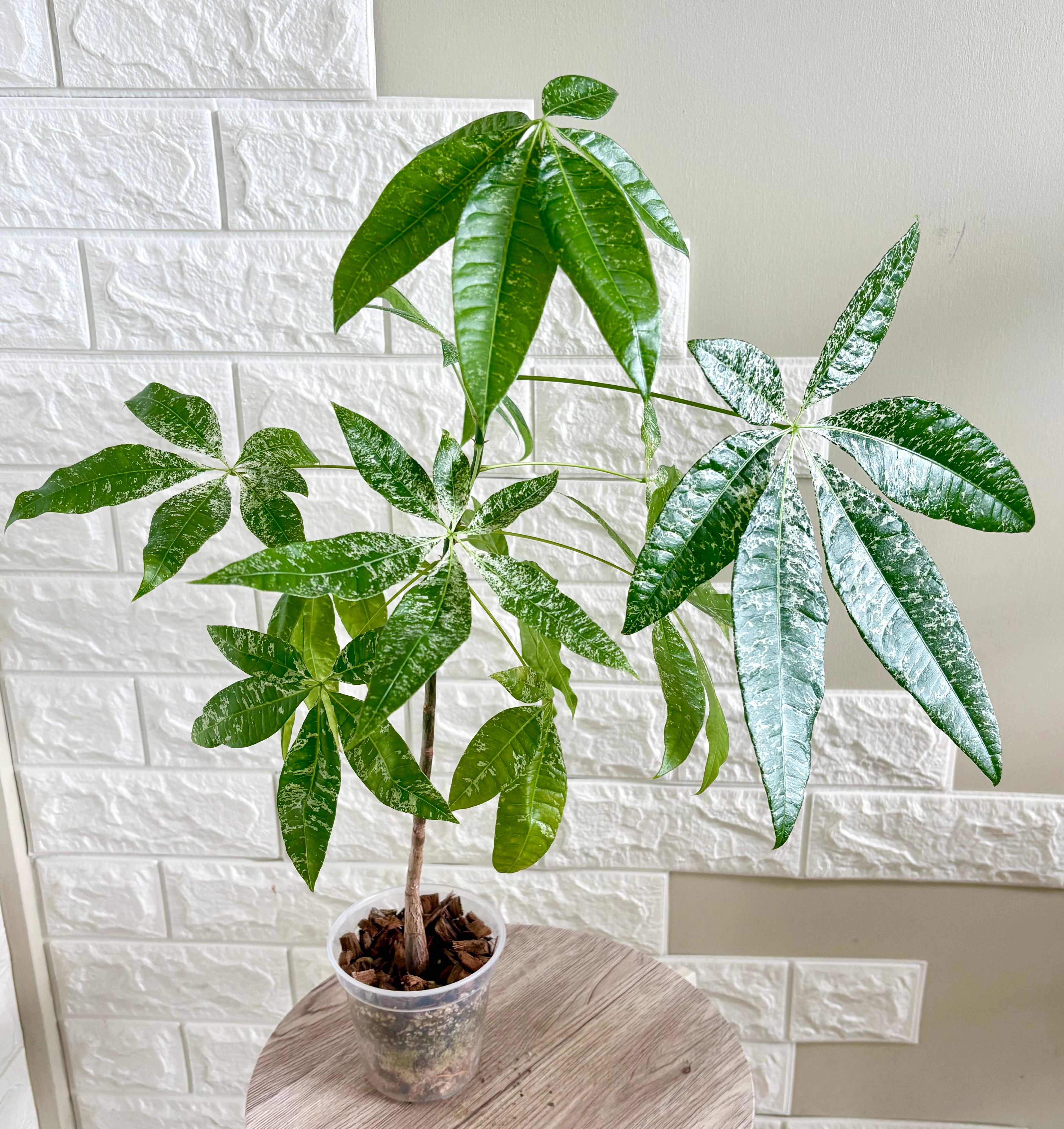 現品】実生苗 斑入りパキラ ミルキーウェイ 観 | 観葉植物のお店