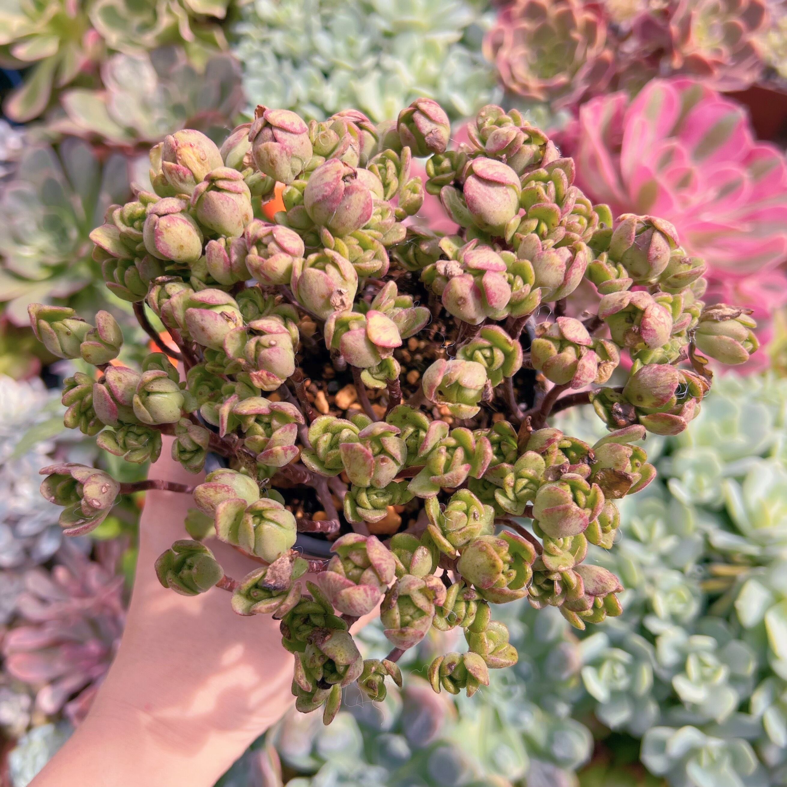 現物　little fox #678    群生   るる農園