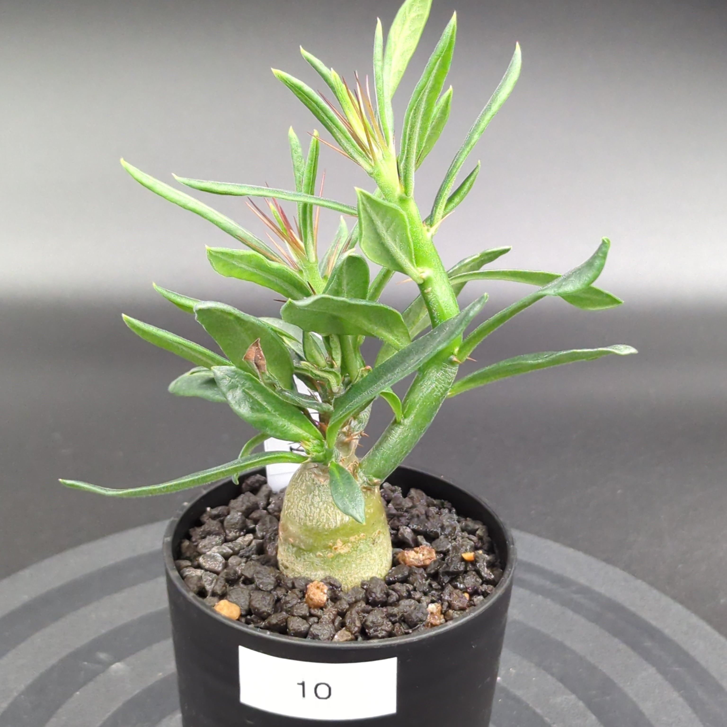 パキポディウム・サキュレンタム (実生株) | BRIDGE GARDEN