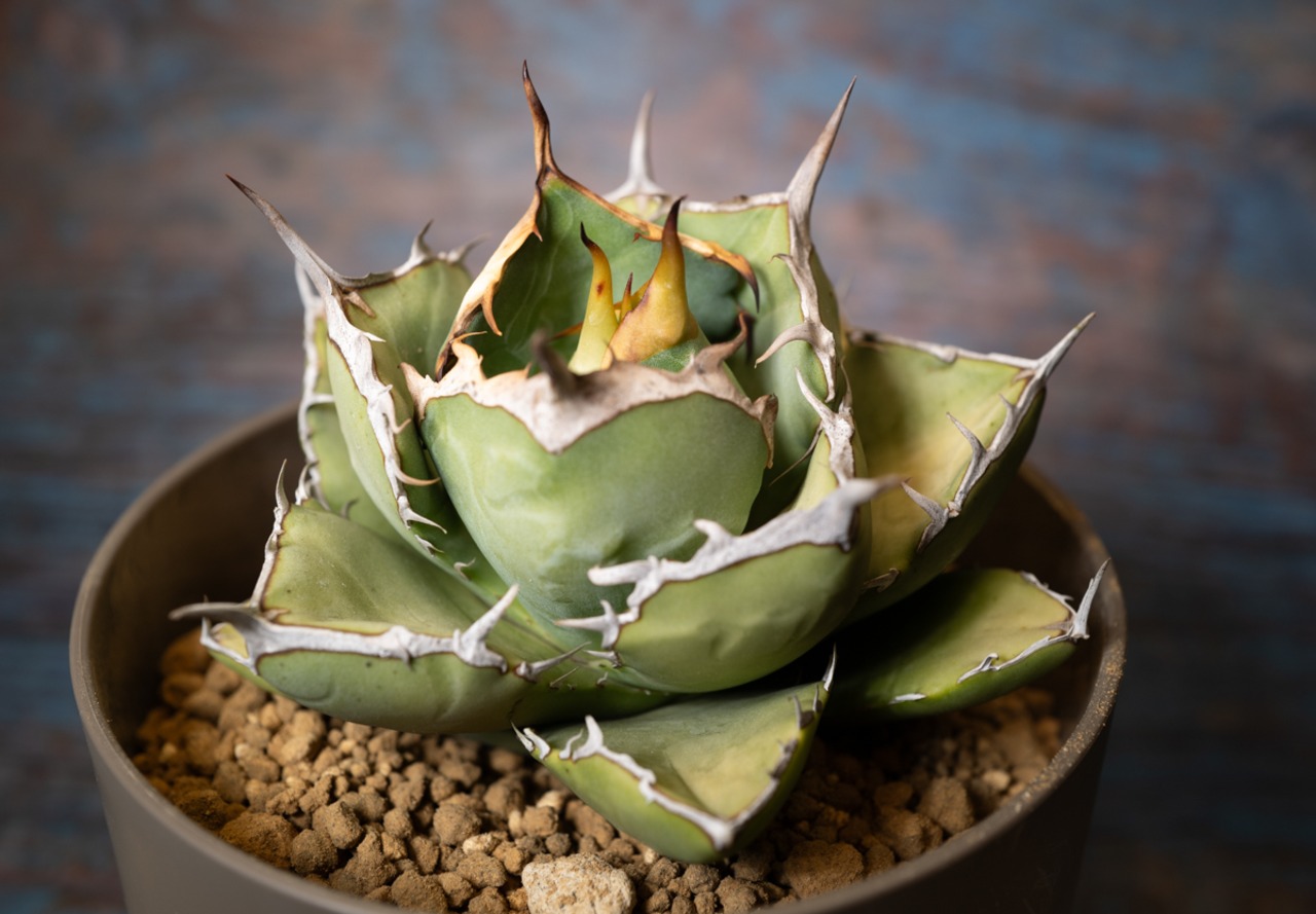 アガベ チタノタ ノーネーム⑧ 画像3