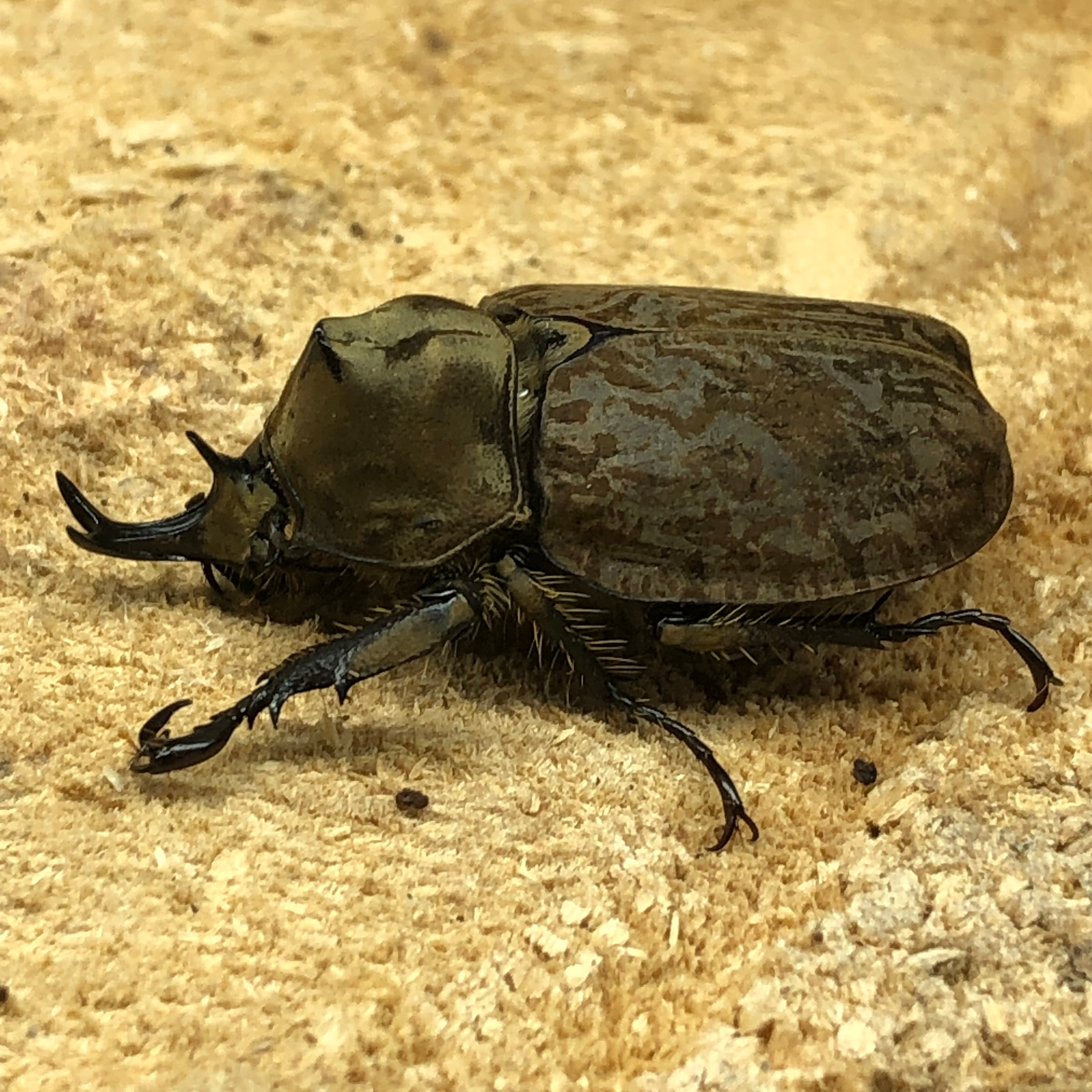 貴重種！WF2】ラモサスビロードヒナカブト初令2齢幼虫5頭セット