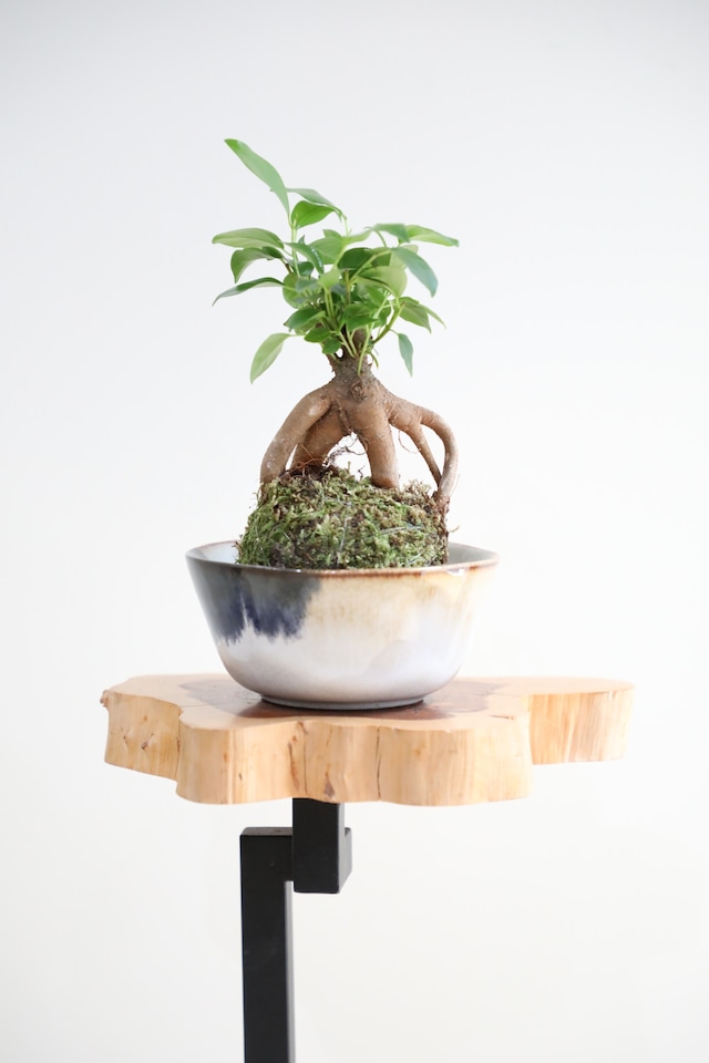 【S】ガジュマル 苔玉 ※北欧カフェオレボウル付き
