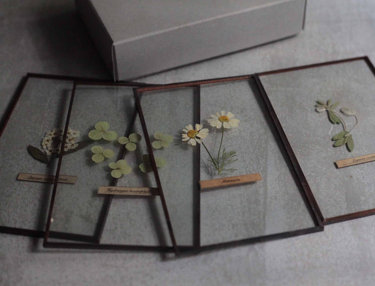 Box gift [Glass specimen × 4pieces] / ガラス標本4枚SET | はいいろ  