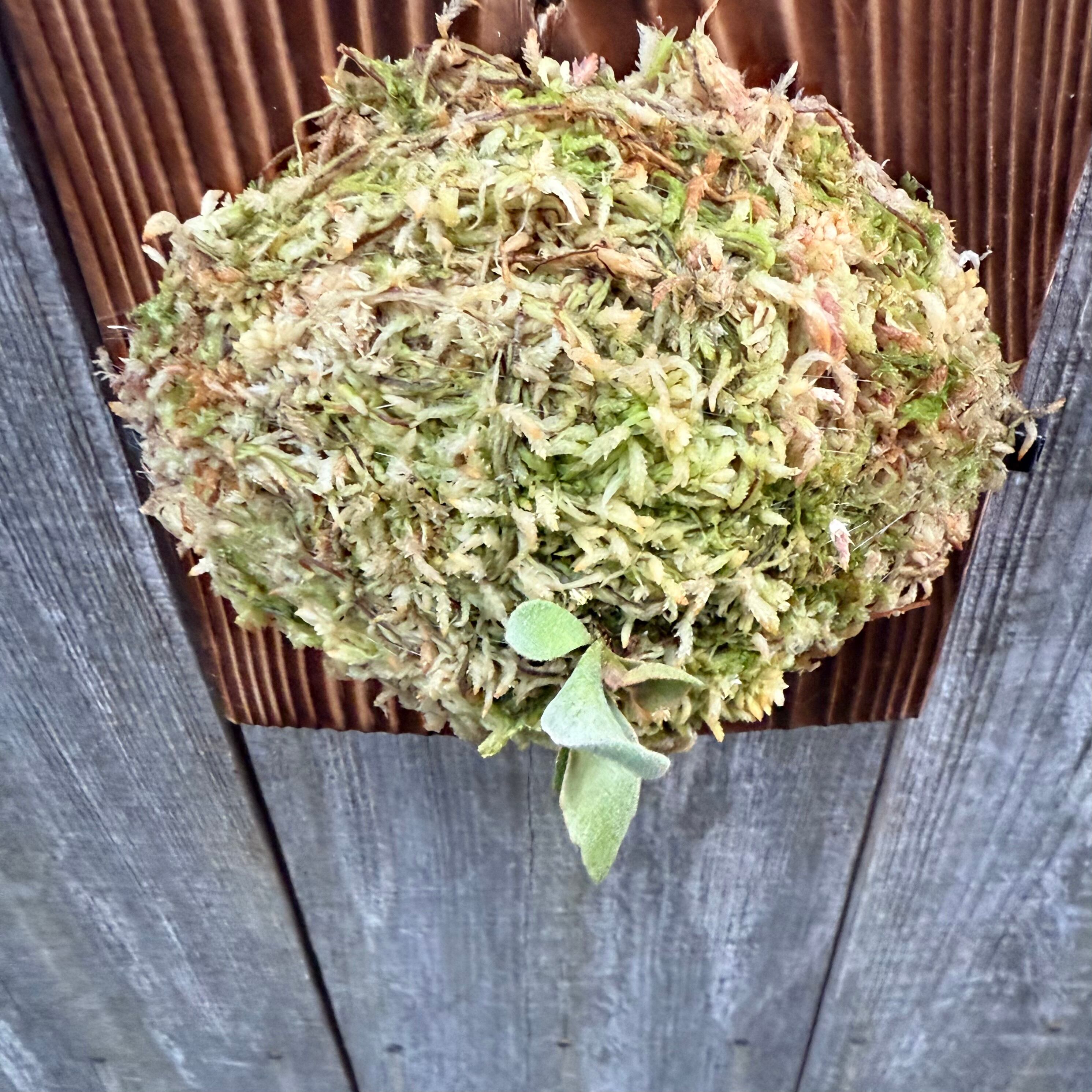 P.Triceratops (三角龍) pup | naturefix