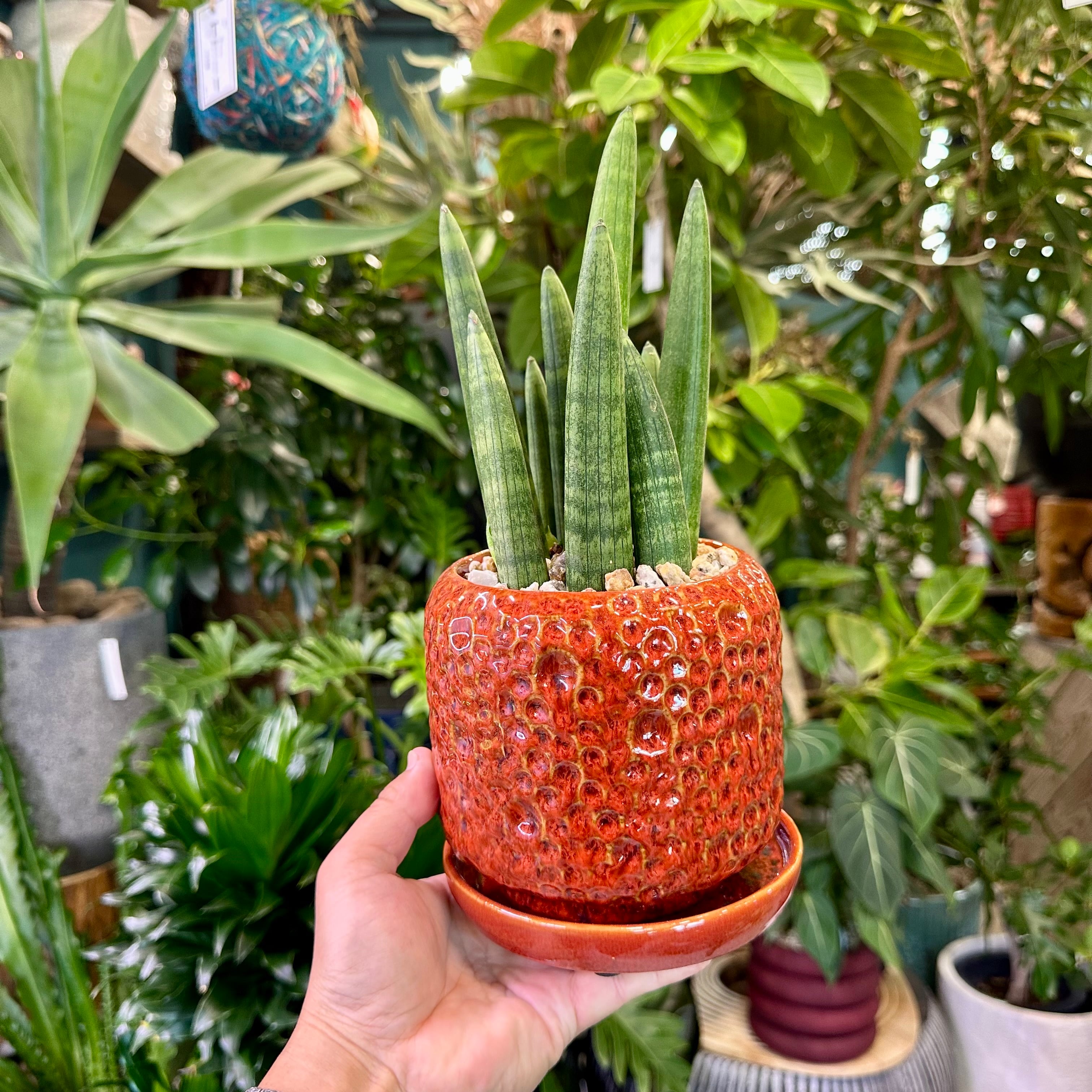 サンスベリア・スタッキー | barrelplants_BONSAI