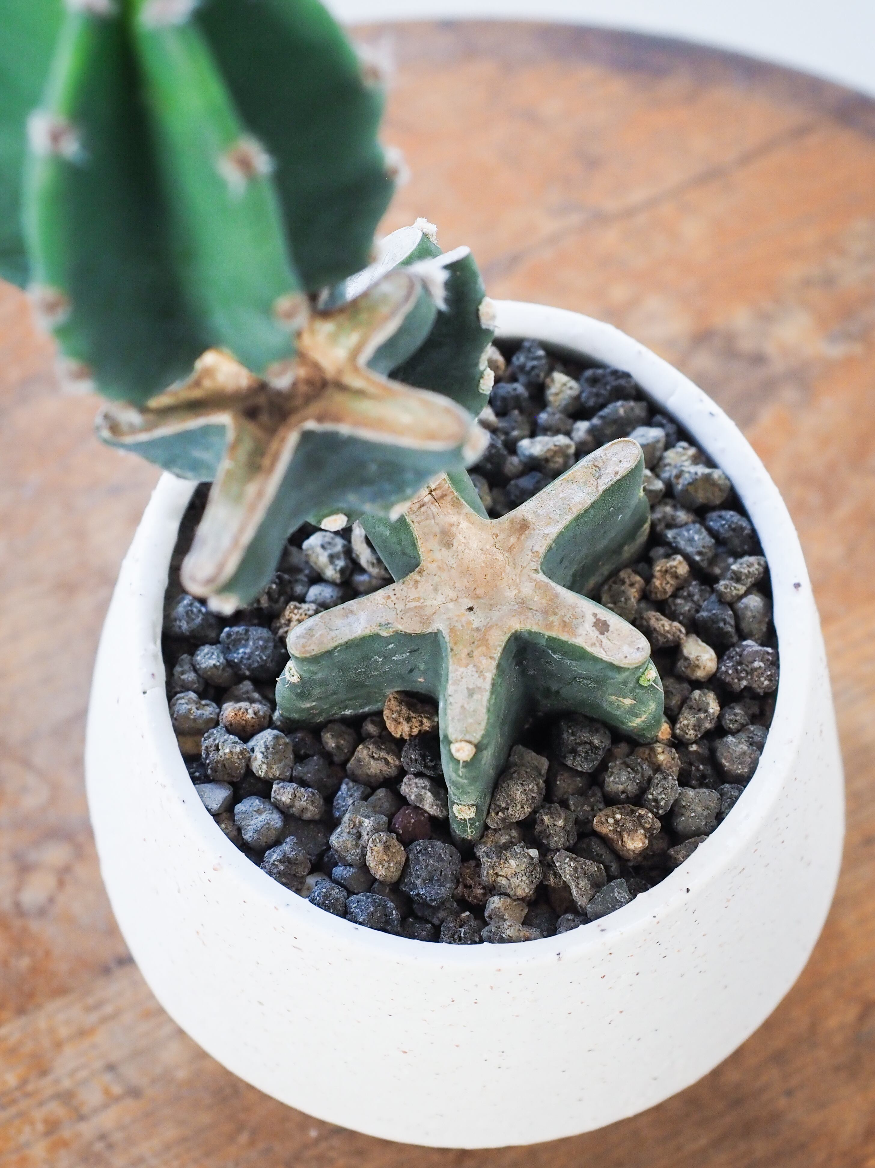 柱サボテン 鬼面角 | ロクイチ植物店 柱サボテン 鬼面角 | ロクイチ植物店