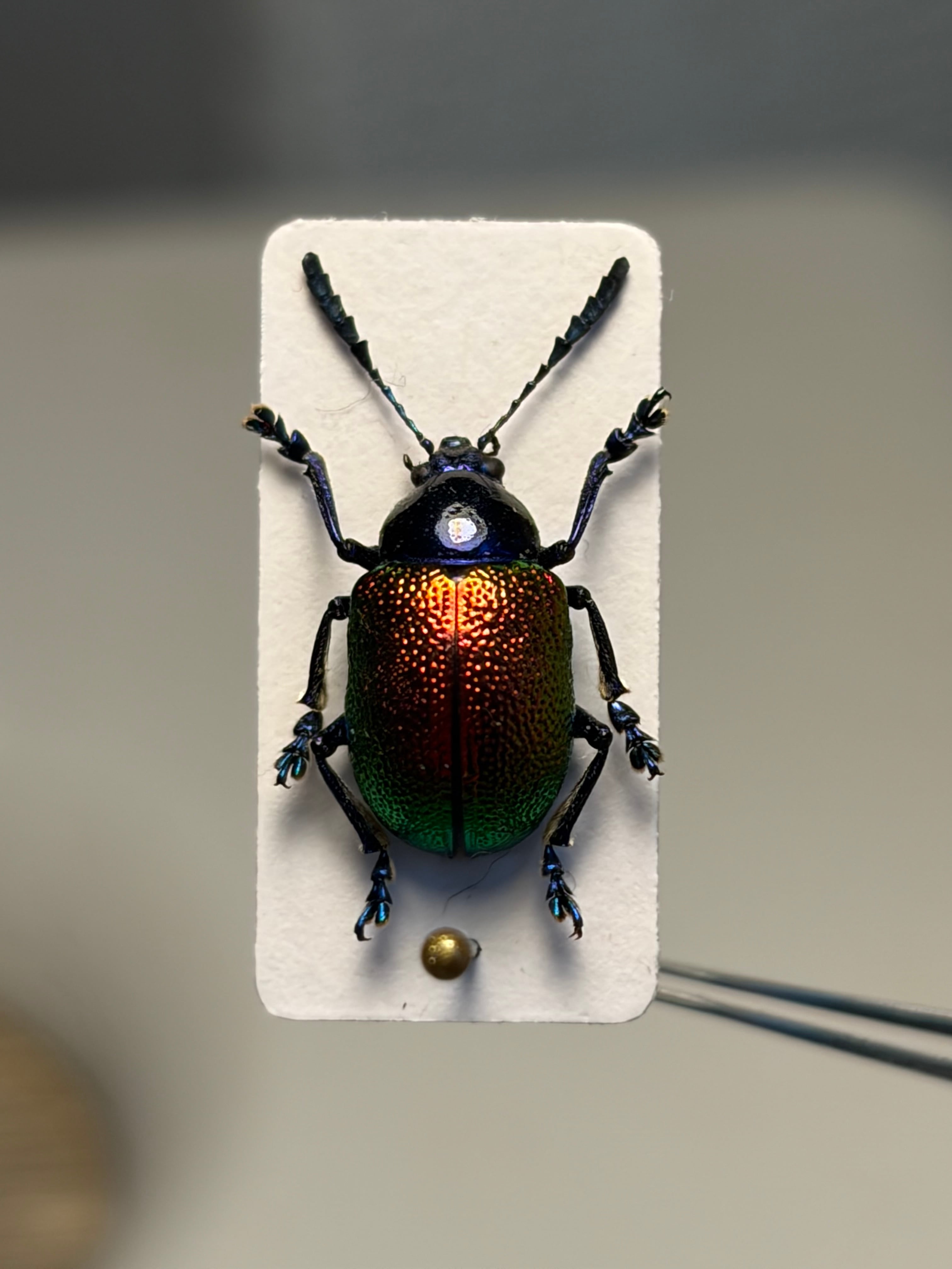 70mm】ルリオニカミキリ ムラサキオニノコギリカミキリ