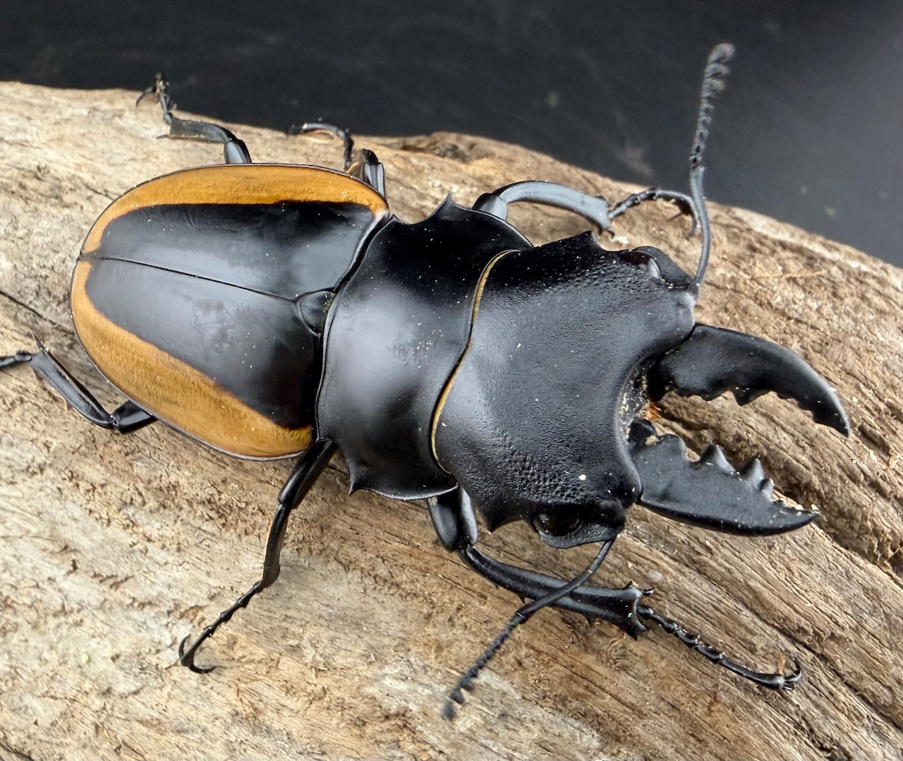 【WD】《クベラツヤクワガタ亜種sinensis ラオス産 65.5mm ペア》