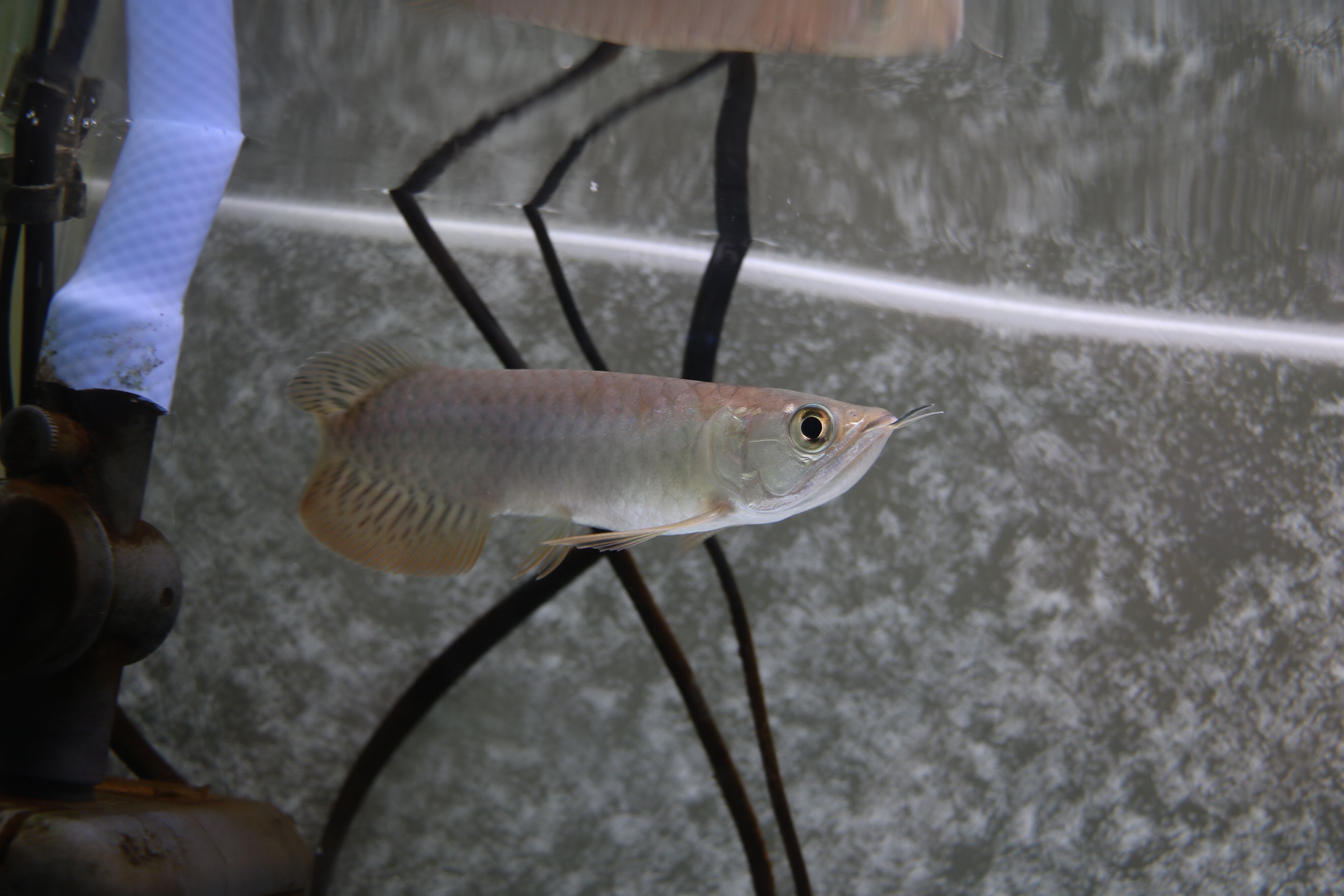 5146 過背金龍ベビー (ブルーベース) ±13㎝《証明書付き》 | アロワナ