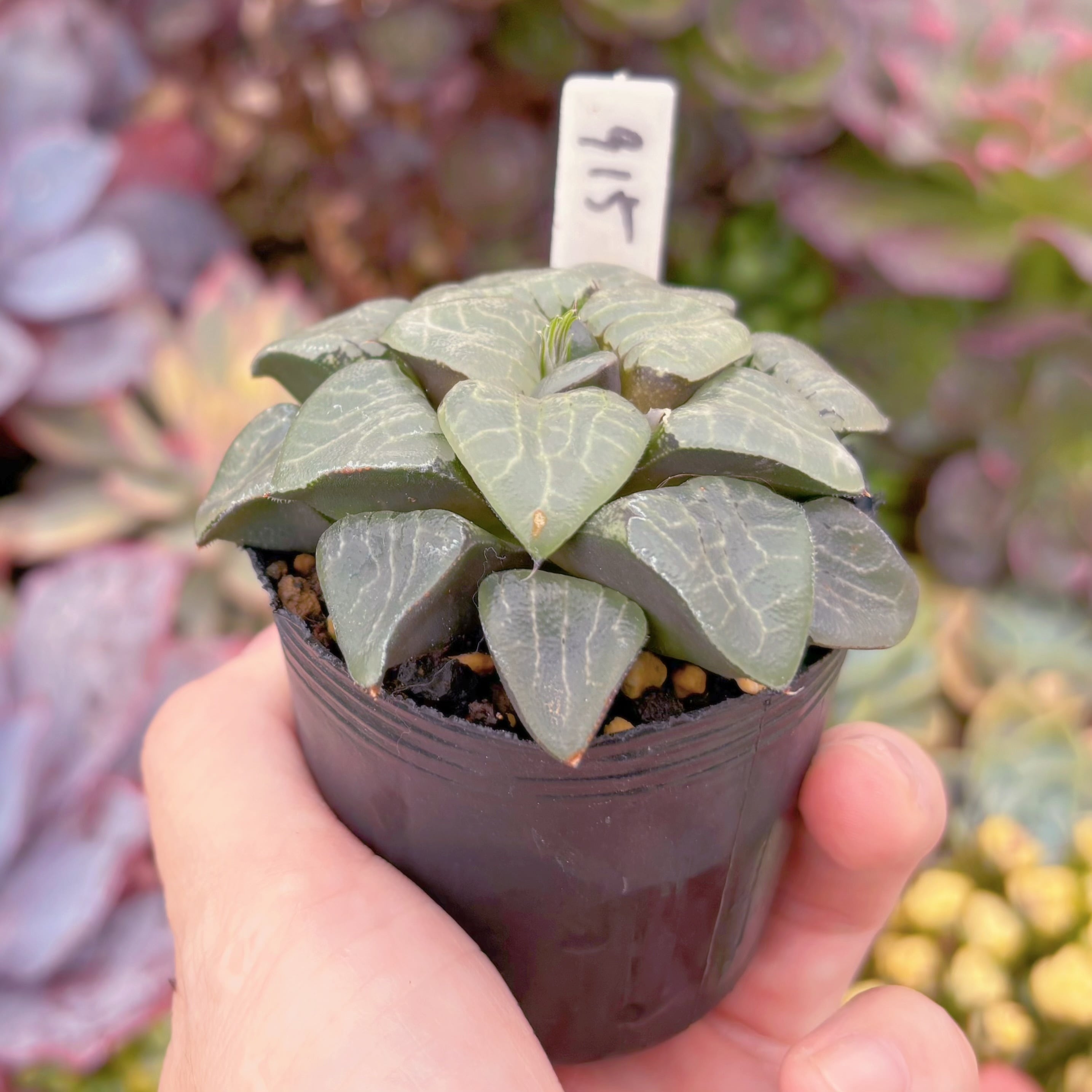 現品 ハオルチア月影寿#915 古株 るる農園 | るる農園~多肉植物専門