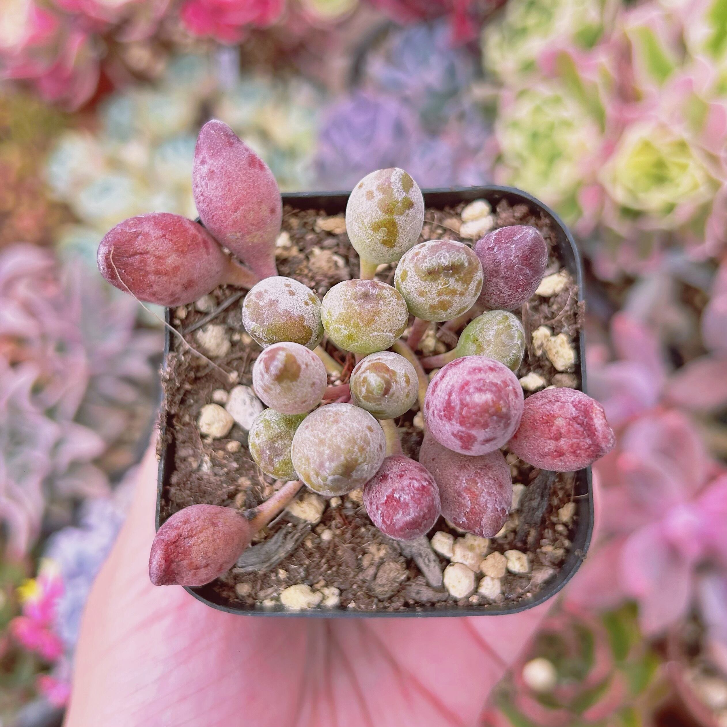 現物　多肉植物　インディアンクラブ　抜き苗