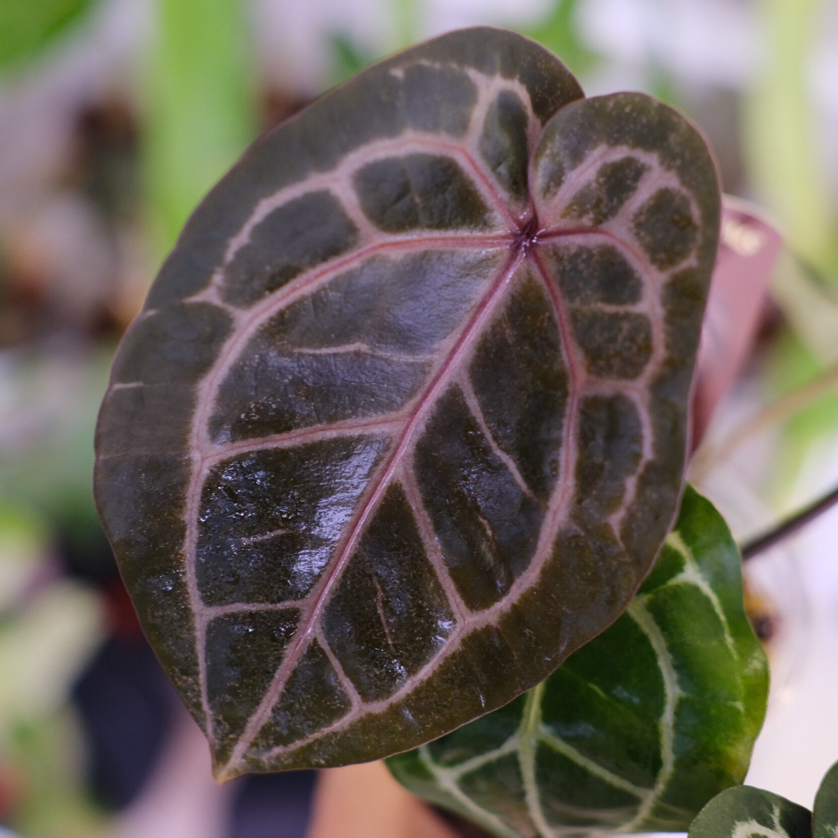 正規タグ】Anthurium 'Michelle' by DOC BLOCK│アンスリウム