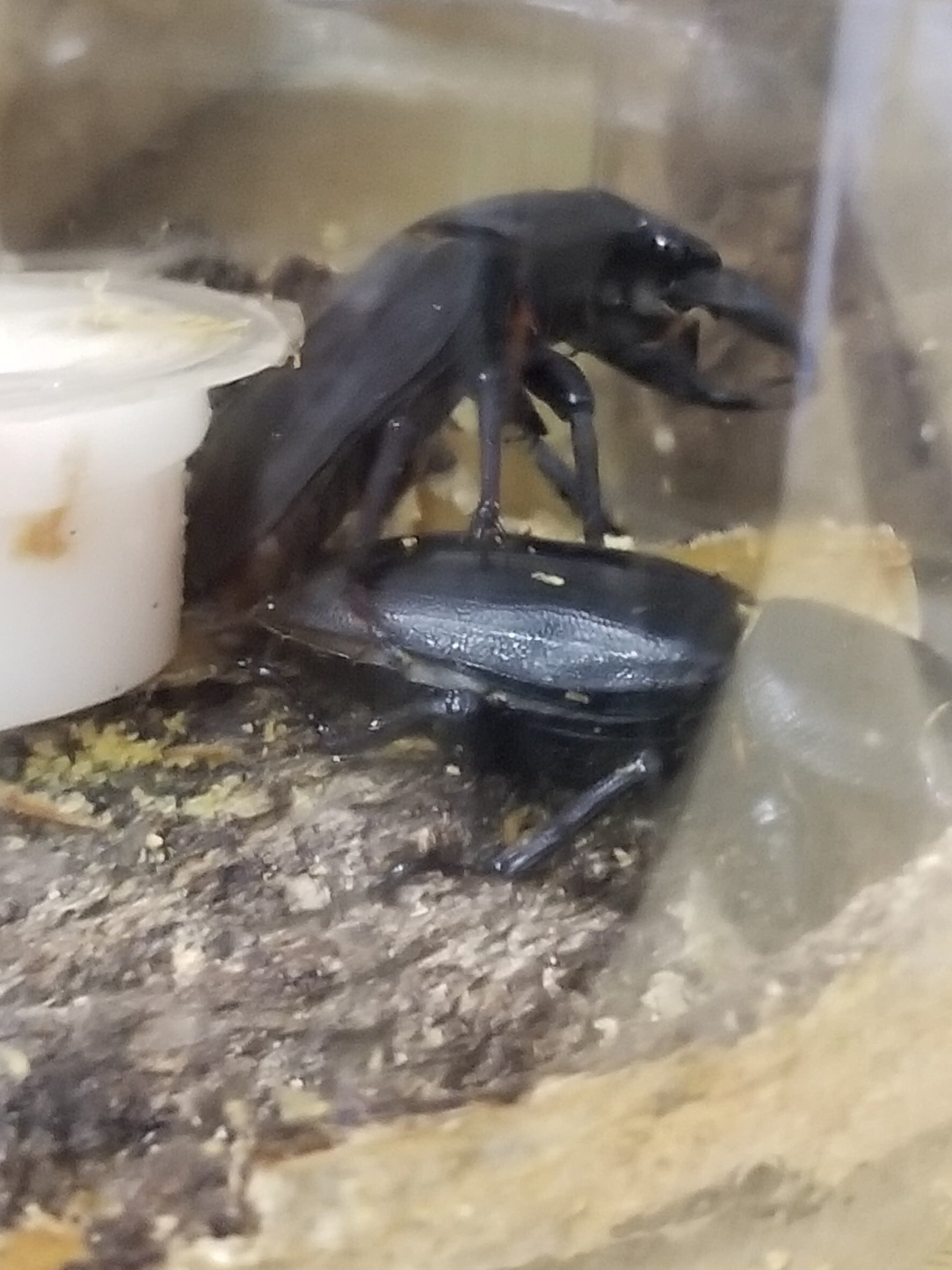 能勢YG血統オオクワガタ新成虫♂85.0mm単(頭幅29.8mm)