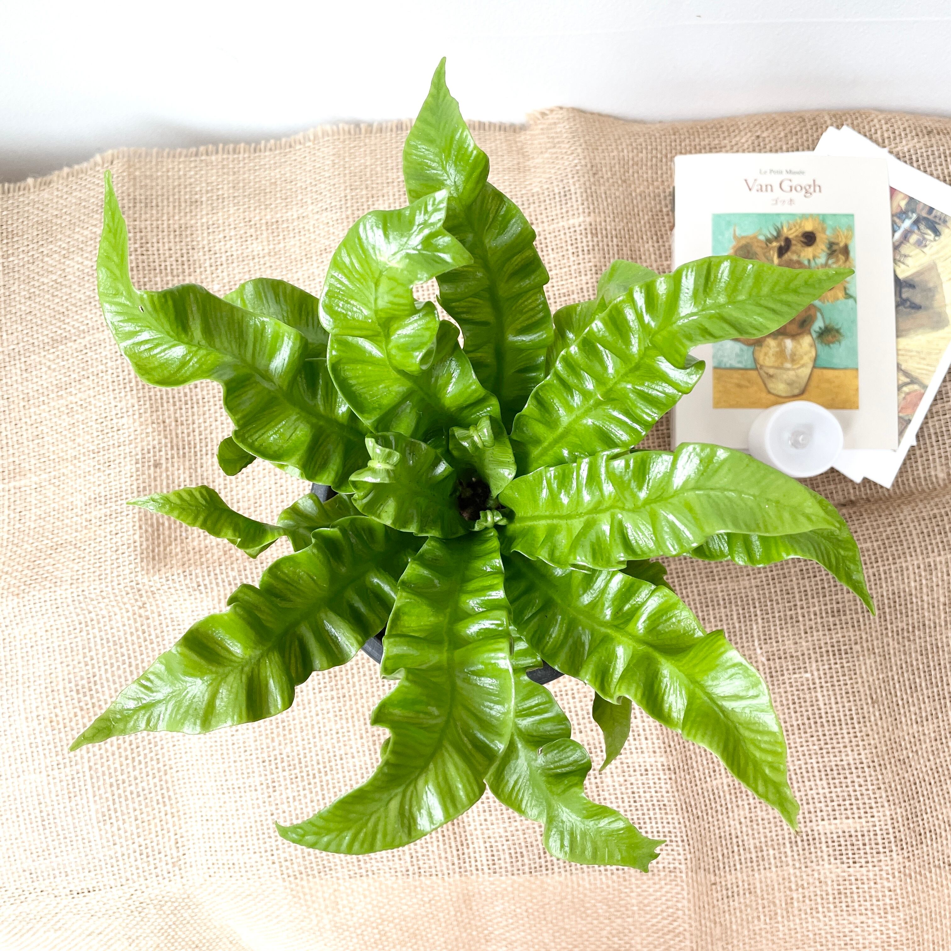 観葉植物 アスプレニウム エメラルドウェーブ 一点もの 現品発送 Borle Plants ボーレ プランツ