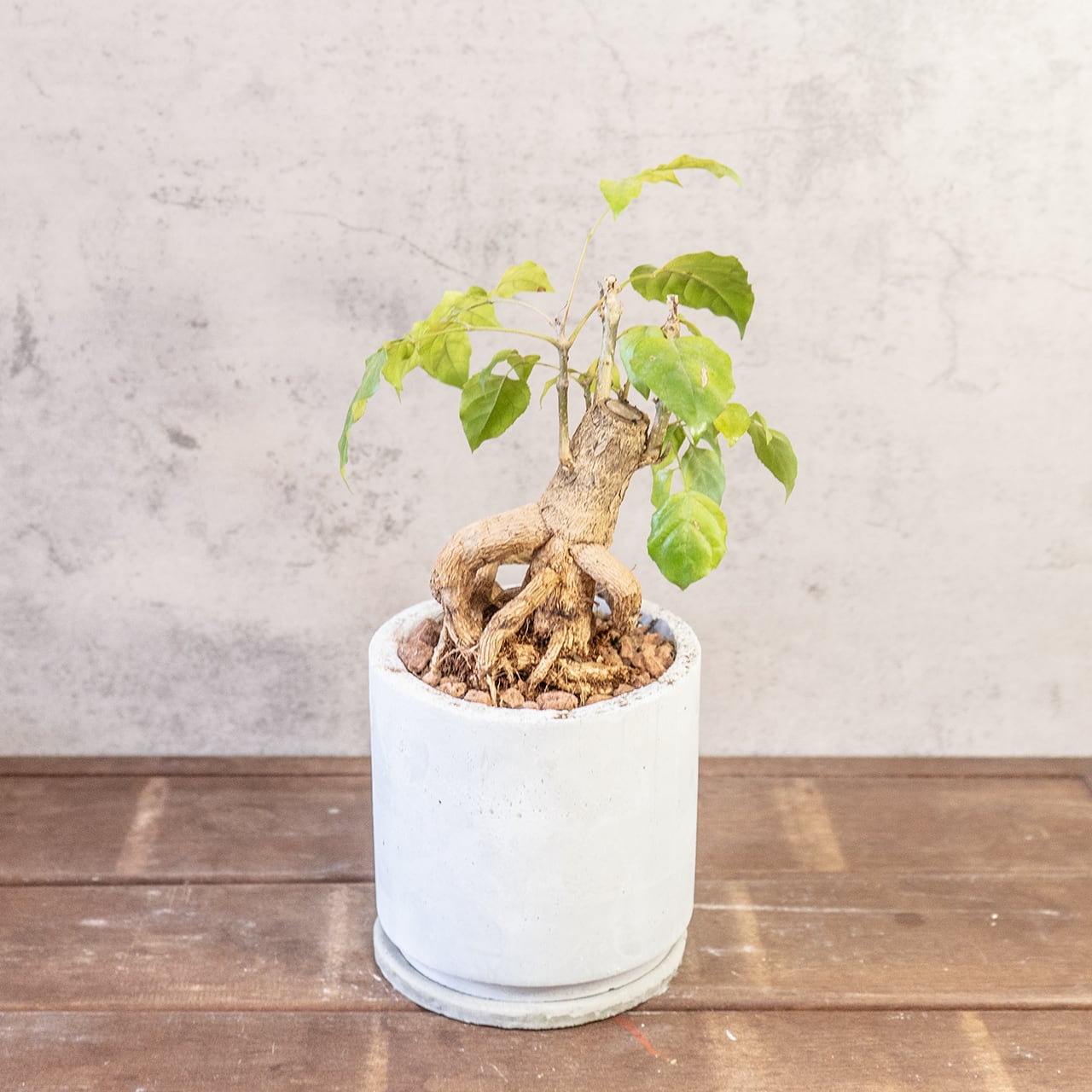 【古木の風格漂う塊根】個性派ヘテロパナックス。都会的な手づくりモルタル鉢。置くだけで絵になる存在感。|虫発生抑制