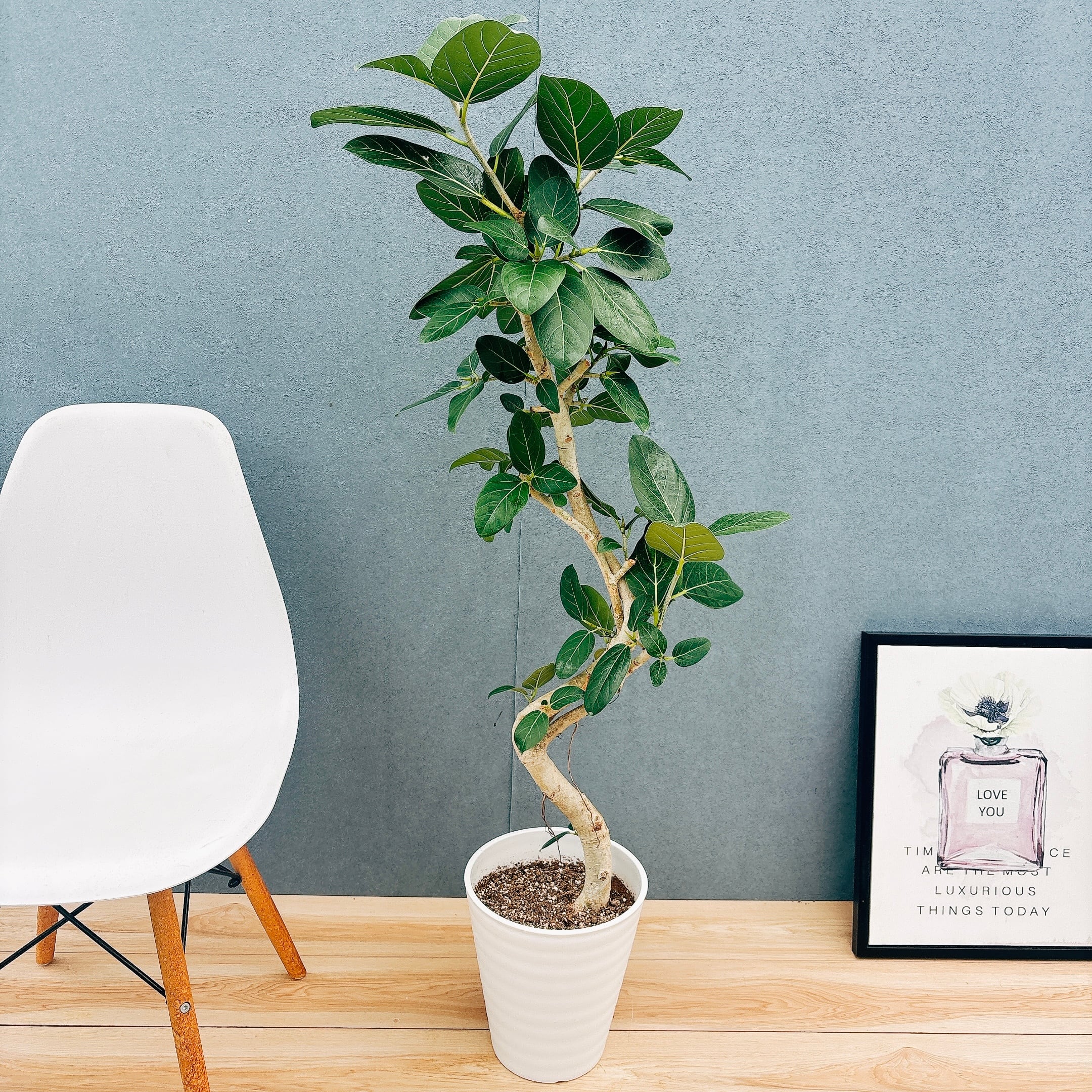 在庫］【希少】ドラセナ カンボジアーナ 観葉植物 レア 室内 幸福の木