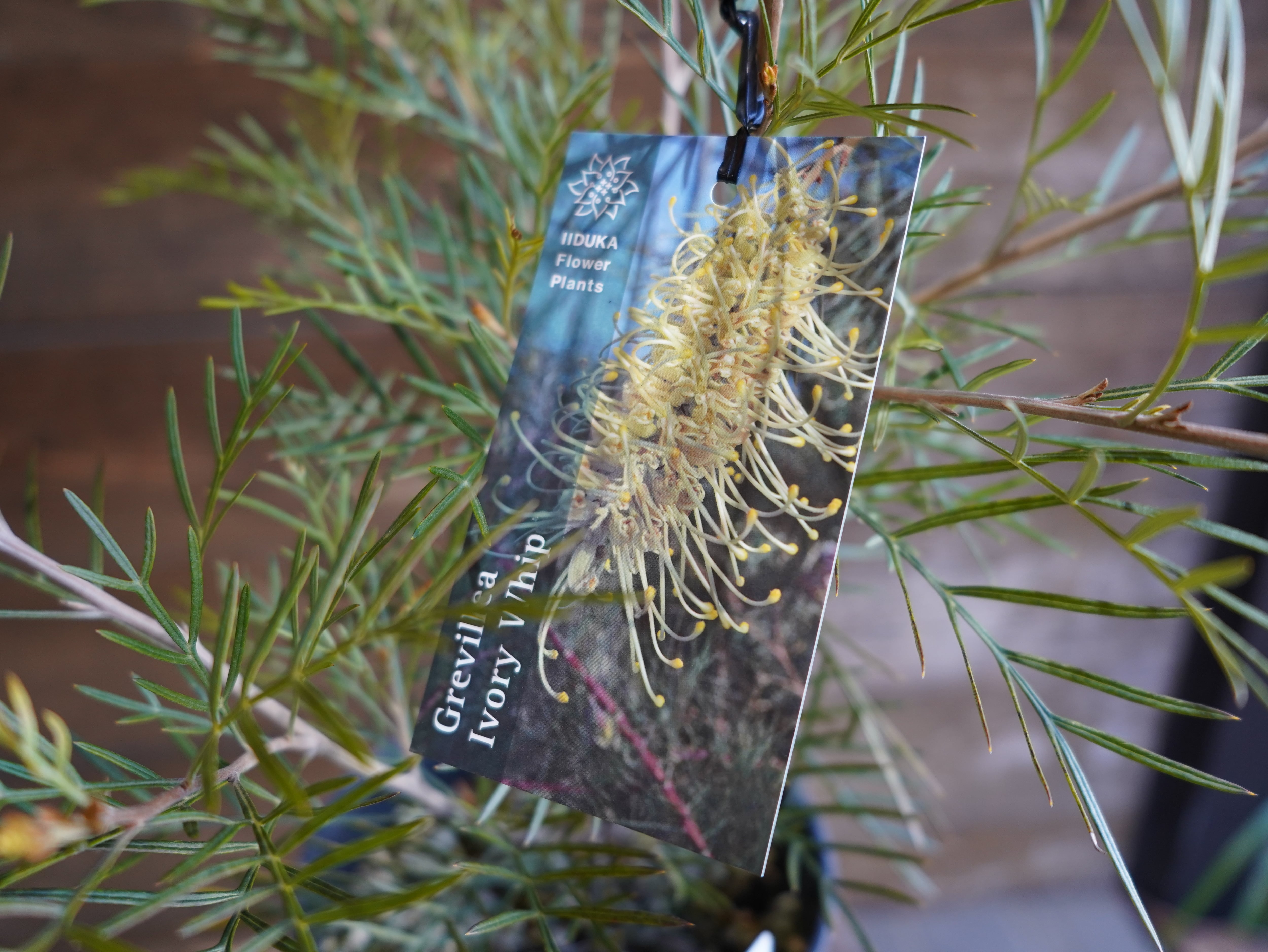 【現物】グレビレア　”アイボリーホイップ”　A