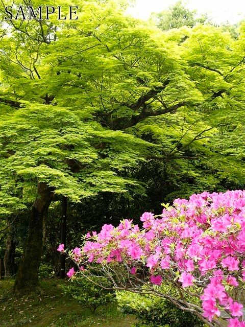 嵐山　JPEG (3)