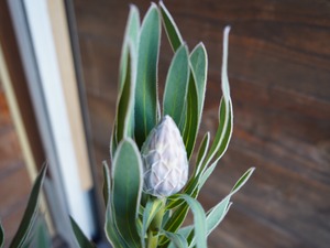 【現物】プロテア　"ピンクパール"