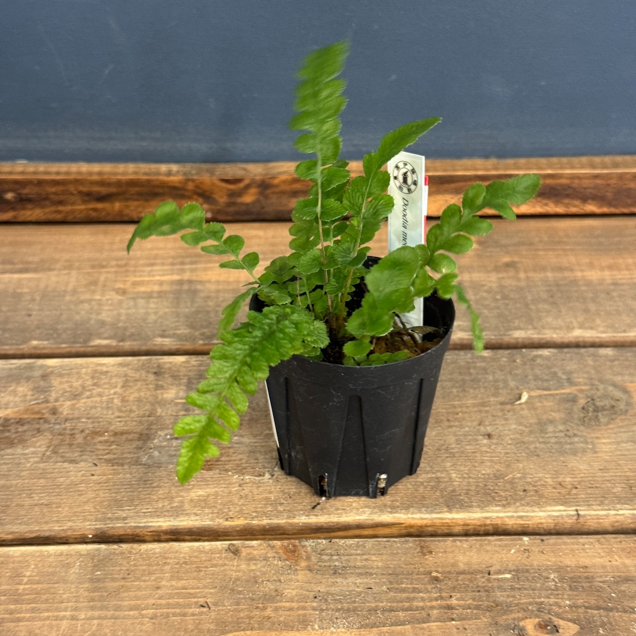 【クリアランス】Doodia media【1090】