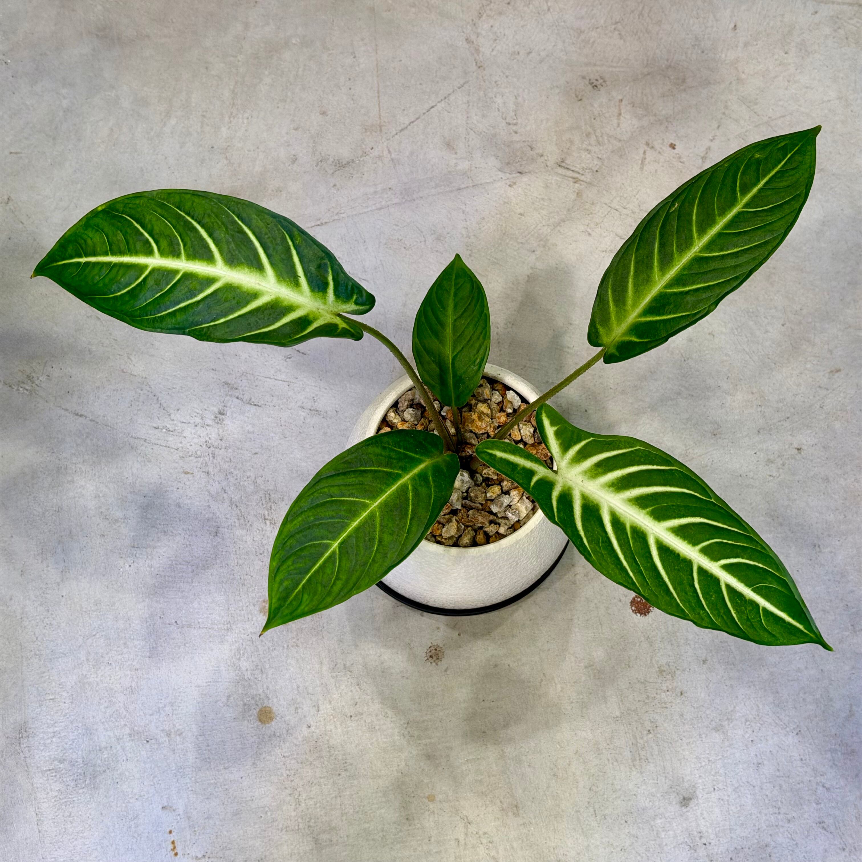 キサントーマ・リンデニー | barrelplants_BONSAI