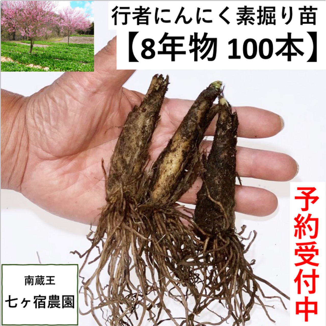 道内産天然行者にんにく１０キロ。 道内産天然行者にんにく10キロ。