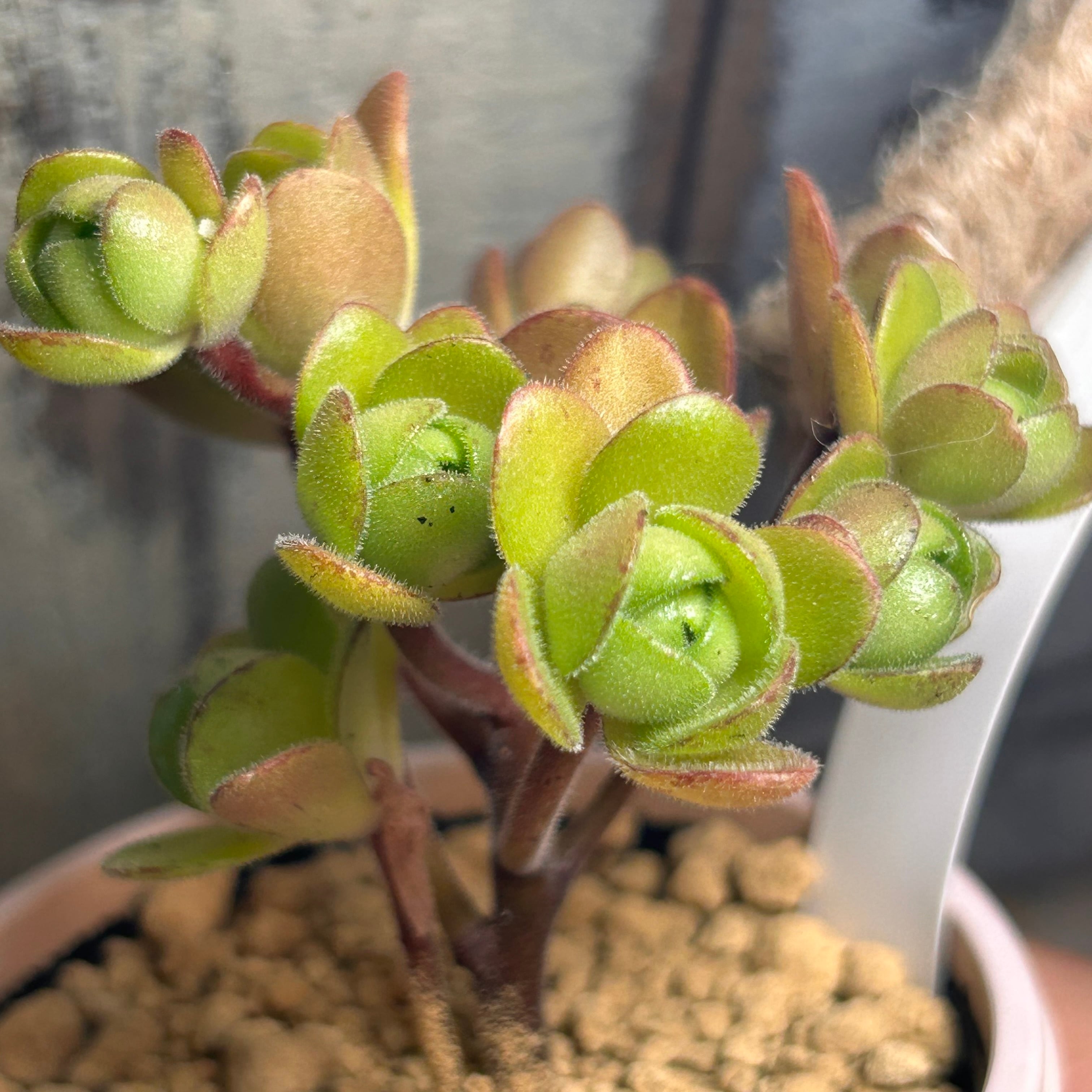 33#多肉植物アエオニウム錦❤️ サンデルシ— ❤️ 60-70頭21cm 拔き苗 サンデルシー(アドニス) アエオニウム | RuPo 多肉植物専門店