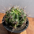 Gymnocalycium monvillei ssp. achirasense【ギムノカリキウム・アチランセ曙斑】