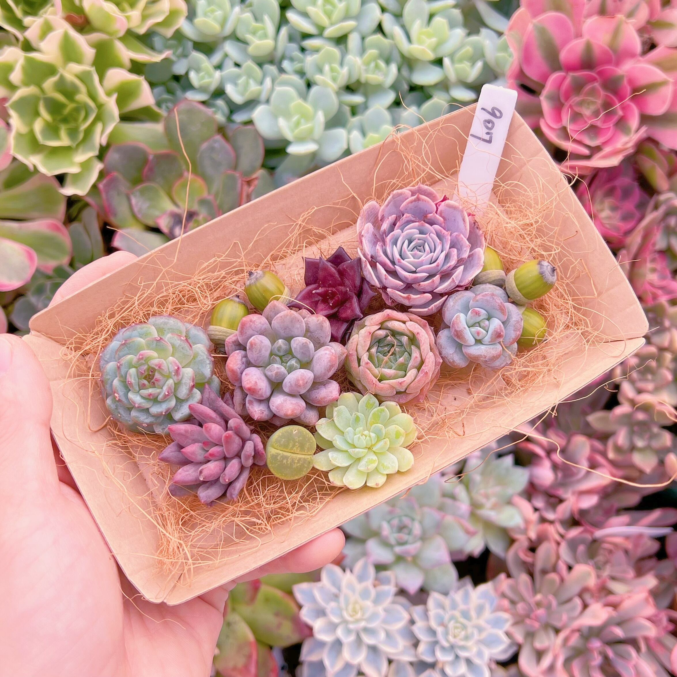 現品　多肉お弁当#907   るる農園