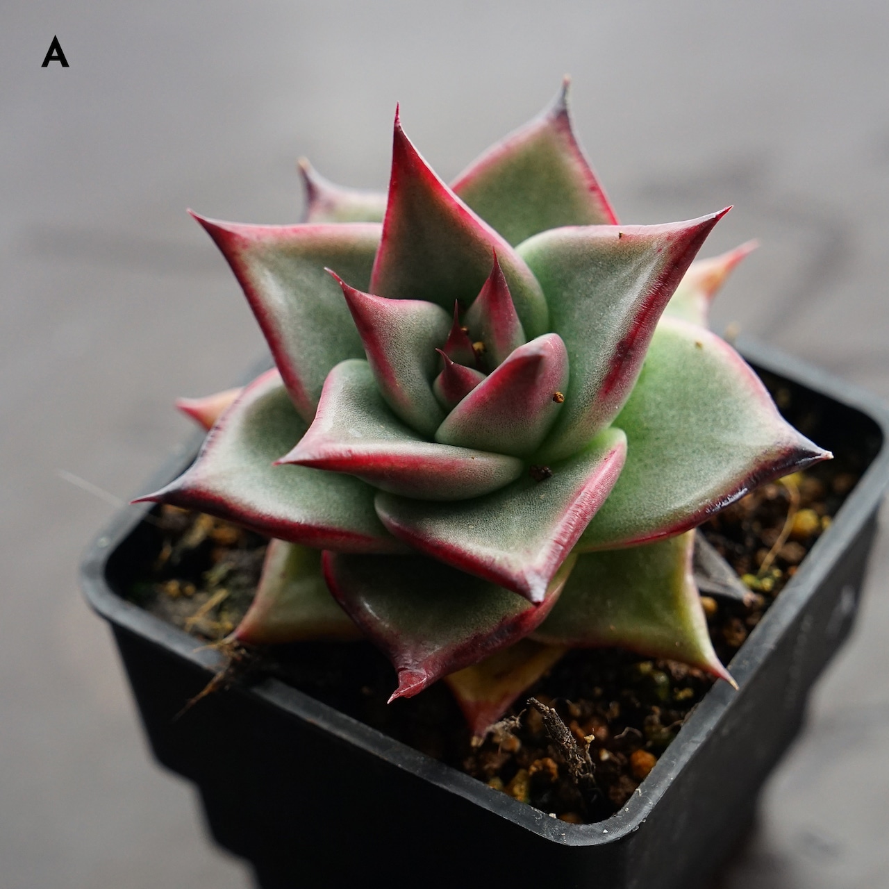 選べる抜き苗 アガボイデス エボニー 実生 Echeveria agavoides 'Evony'