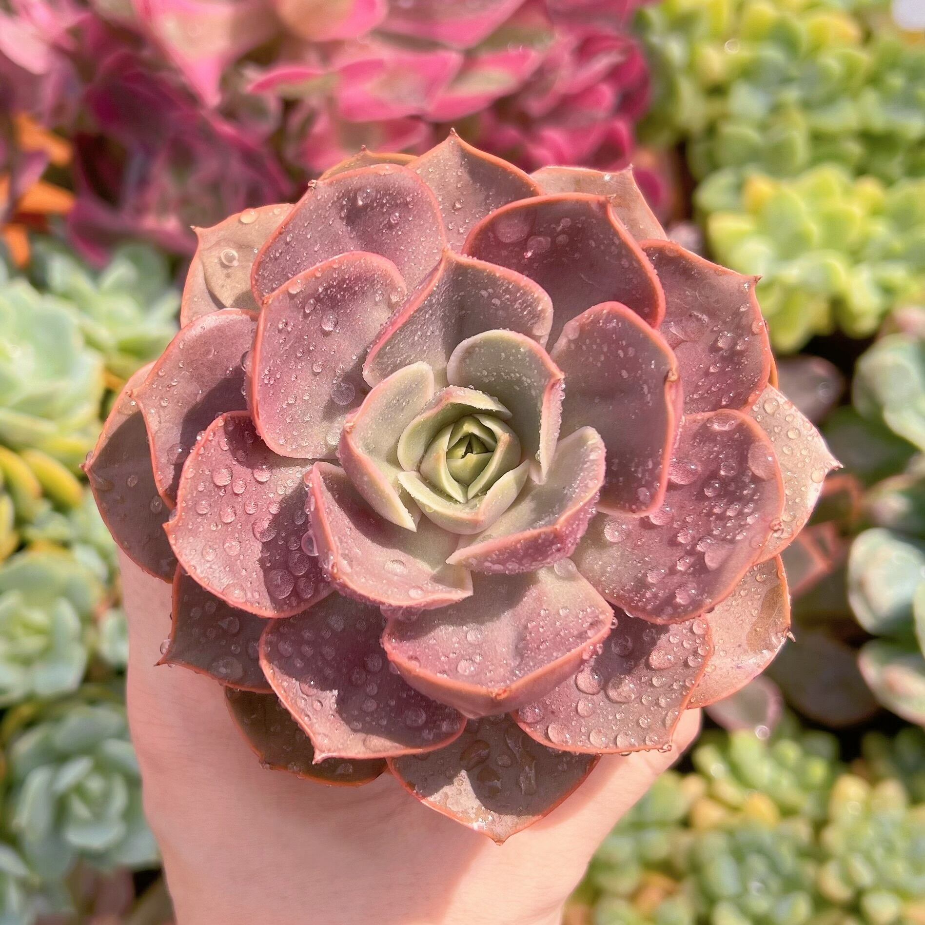 多肉植物　★redromance★　新入荷　