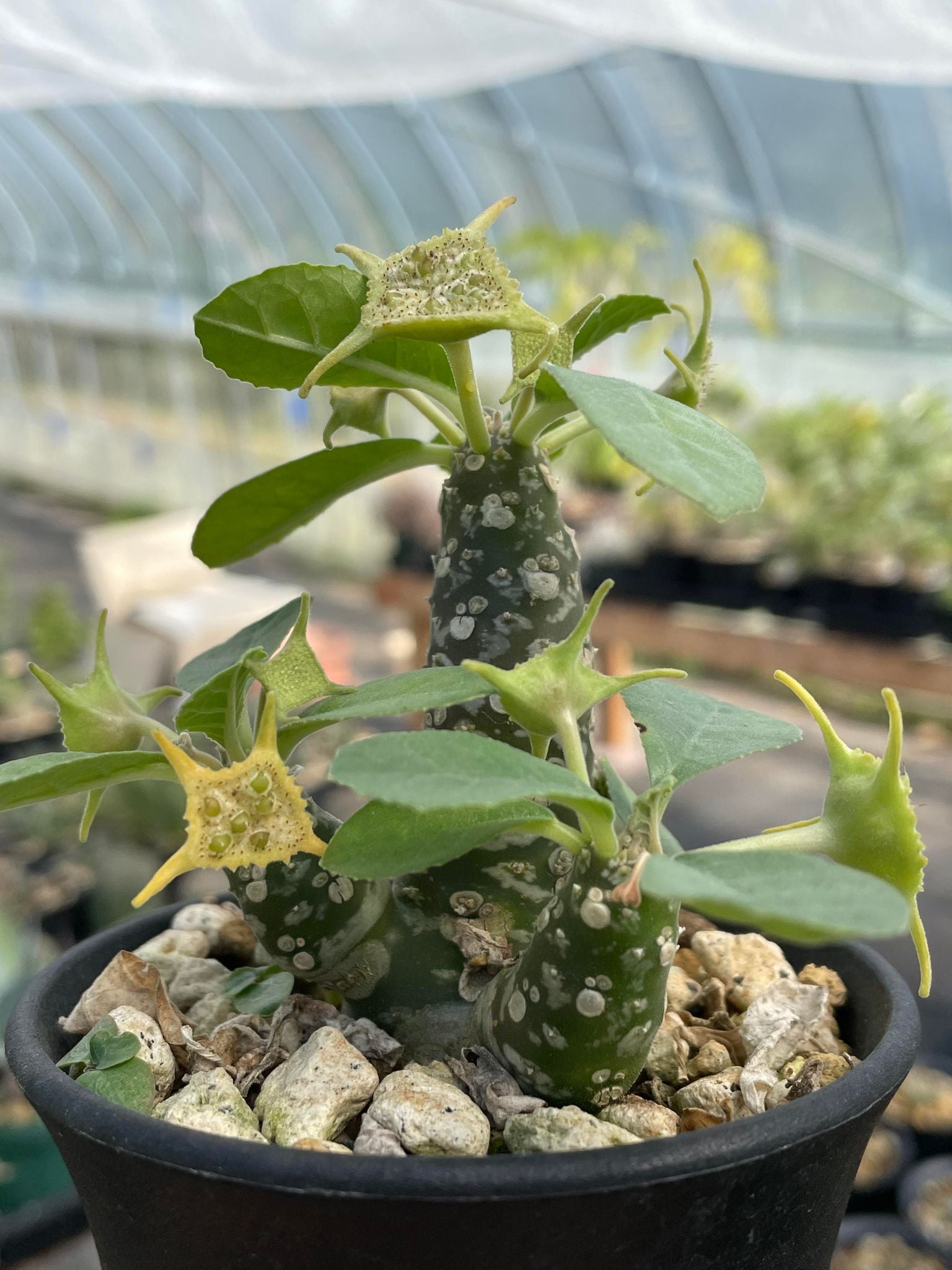 ぽんすけ様確認用　ドルステニアフォエチダ ドルステニアフォエチダ（スーパークローン）/Dorstenia foetida super