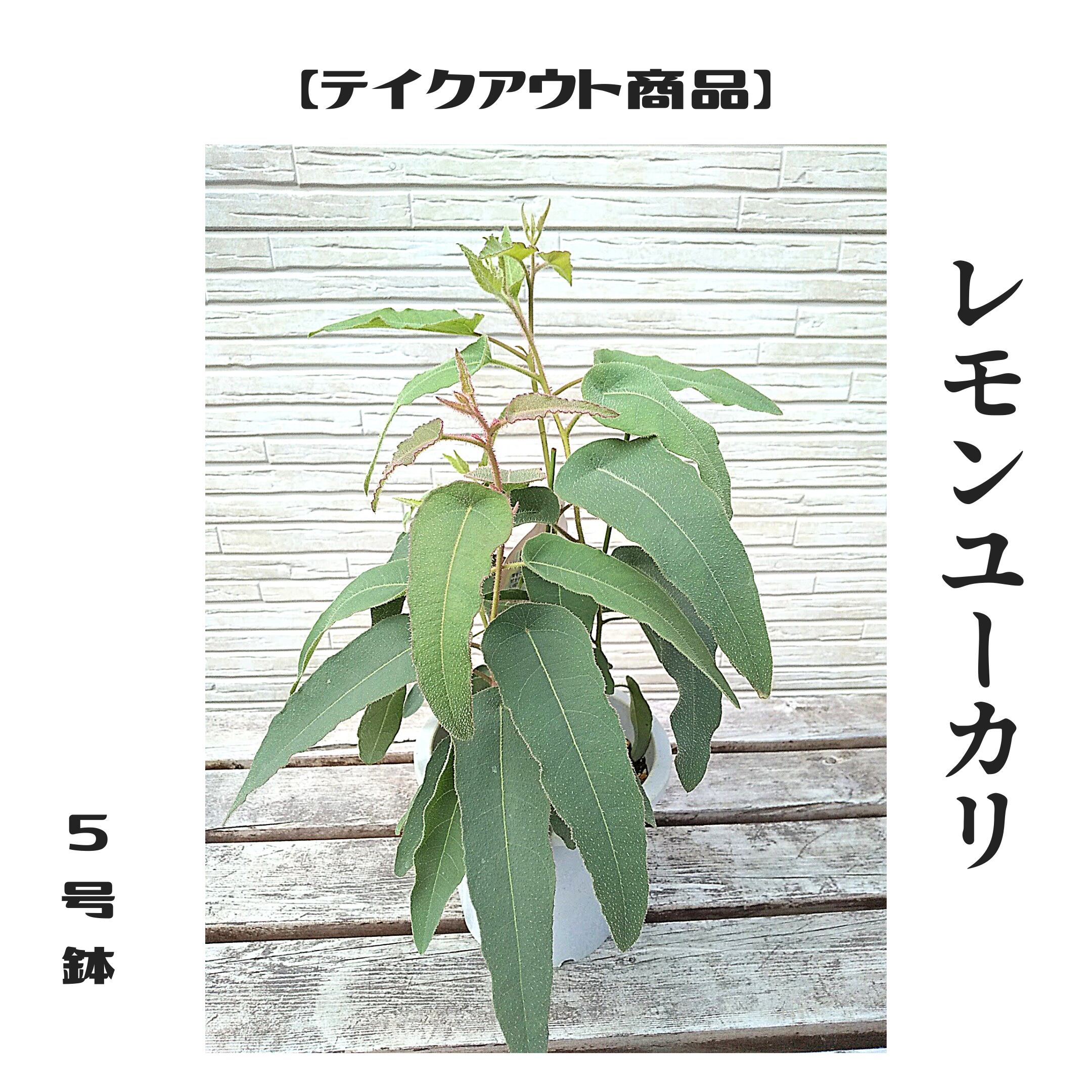 観葉植物 レモンユーカリ 5号鉢 札幌市北区のお花屋さん 札幌 花屋 花だより 札幌市北区のお花屋さん 観葉植物 レモンユーカリ 5号鉢 札幌市北区のお花屋さん 札幌 花屋 花だより 札幌市北区のお花屋さん