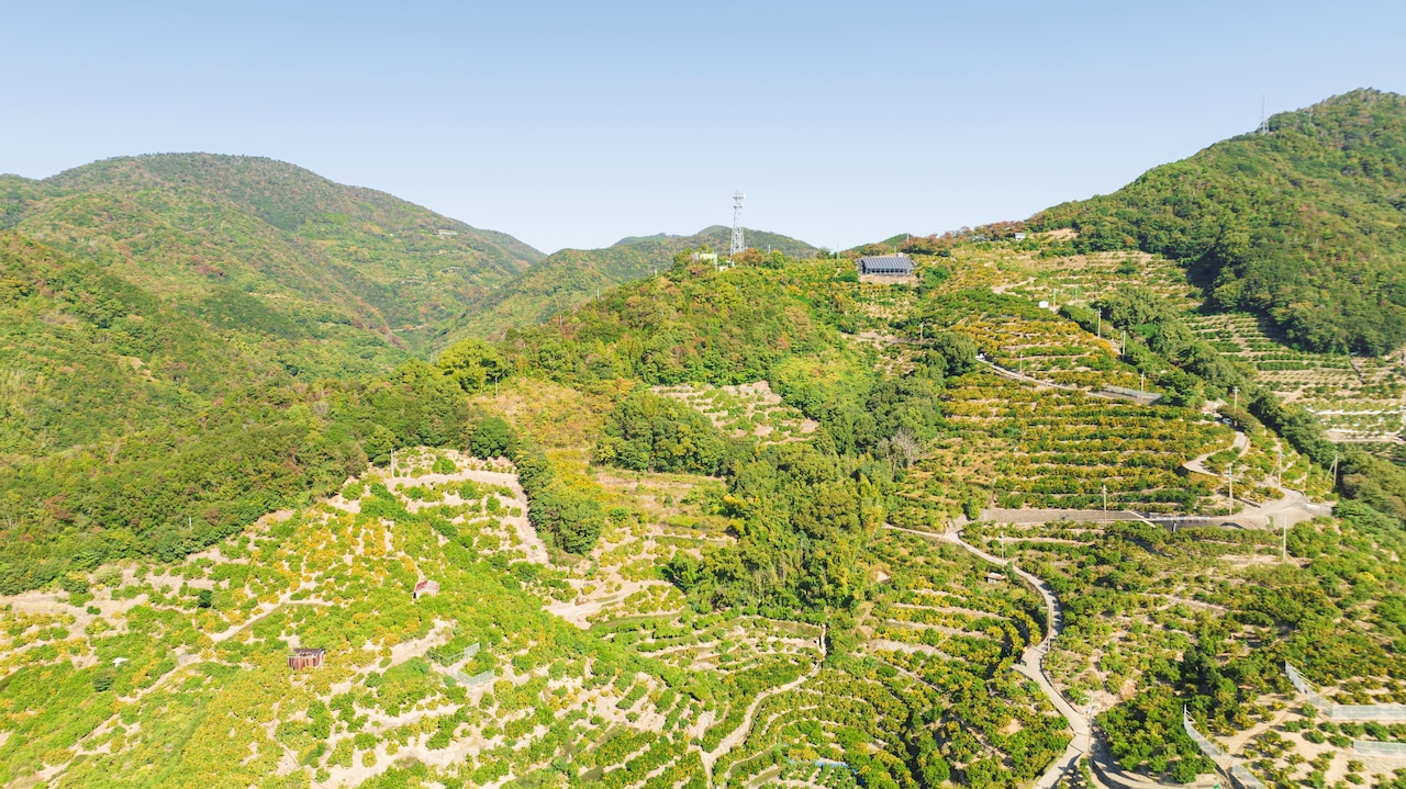 【11月10日-16日発送分】通販の虎早生みかん(5kg)