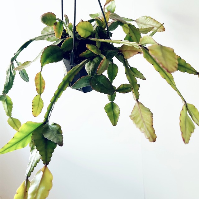 《暑さに強い》リプサリス エリプティカ ハンギング 観葉植物 calm cafe