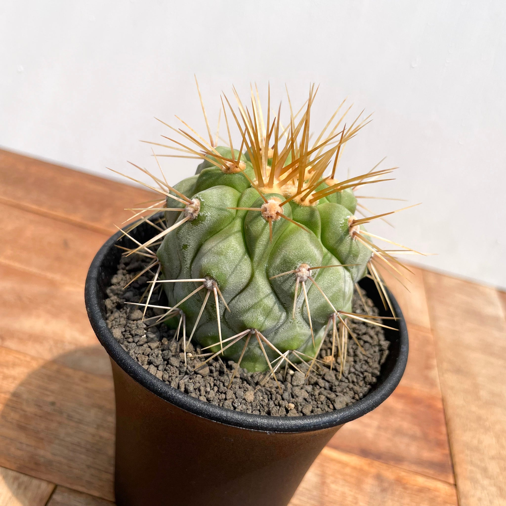 Copiapoa gigantea【コピアポア・ギガンティア・実生】 | RIMO'S GREEN