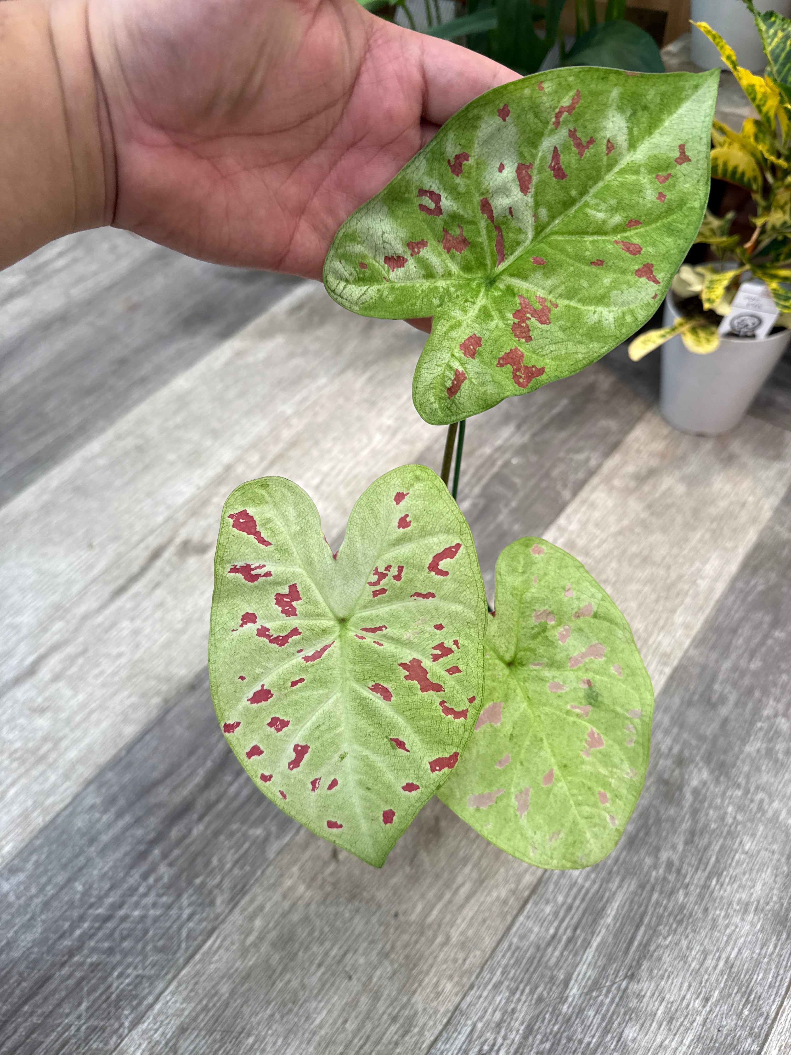 斑入り植物(バリエガータ・錦) | Gardenえん 【観葉熱帯植物】