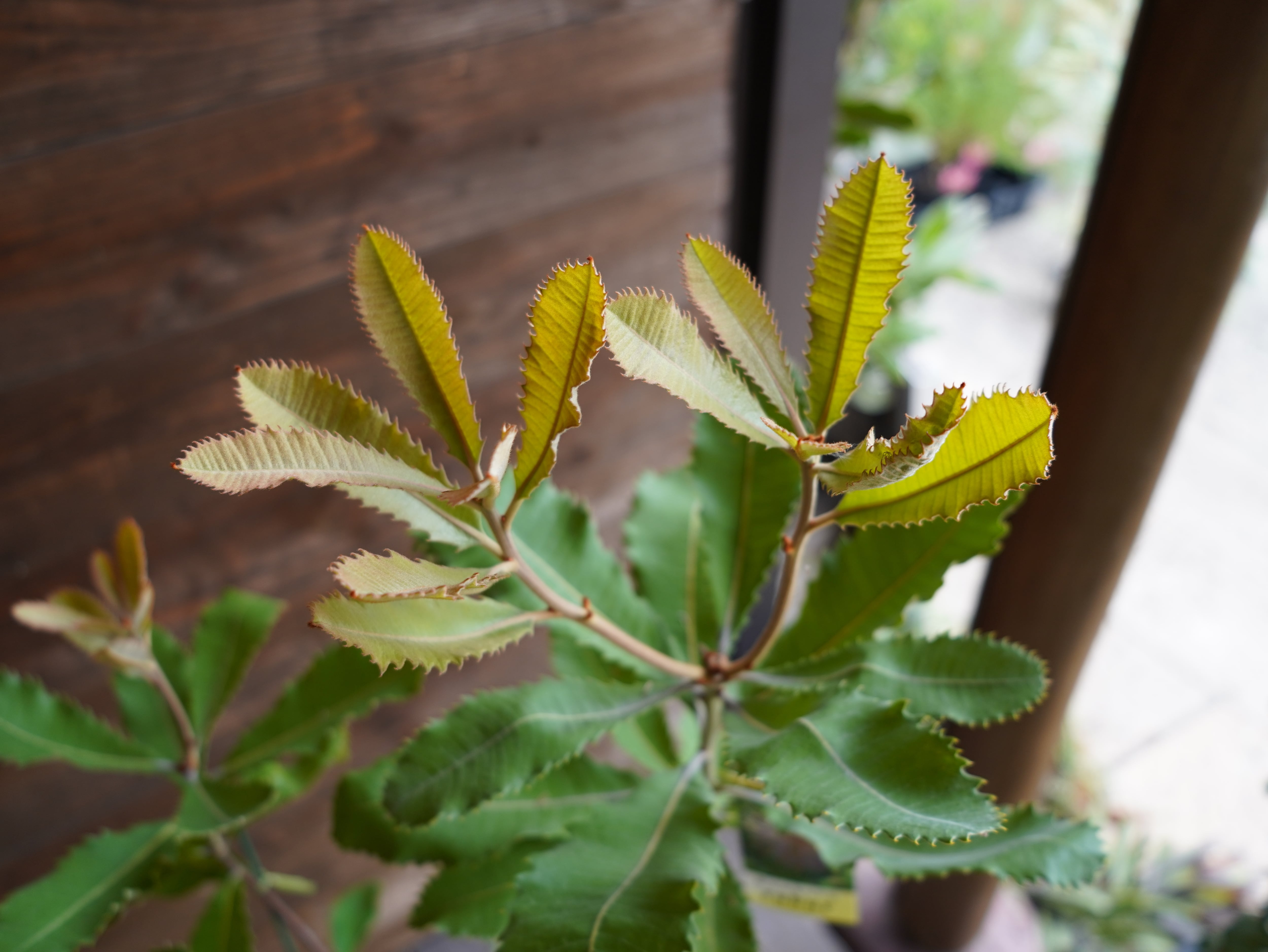 【現物】バンクシア　”ロブル”（スワンプバンクシア）　B