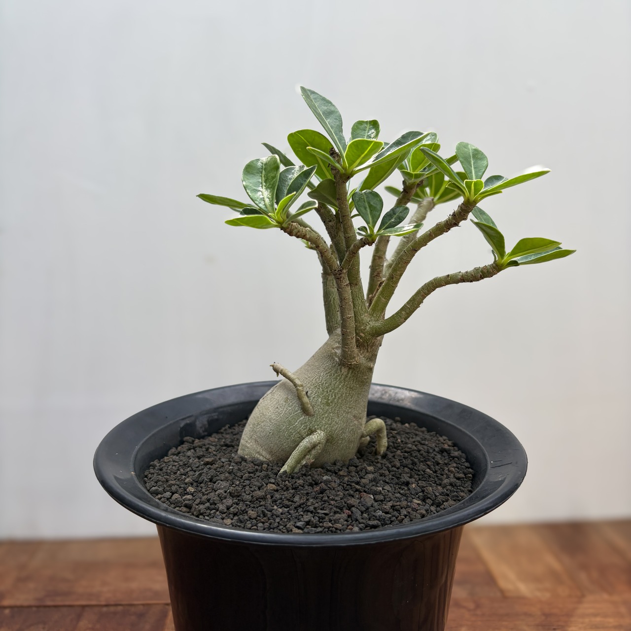 Adenium obesum【アデニウム・オベスム】