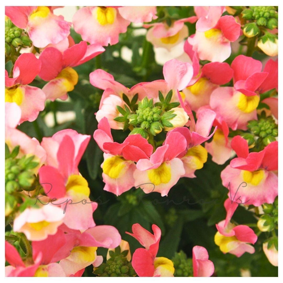 ネメシア:メーテル・グッピー(3.5号)ゲブラさん 芳香性 宿根草 宿根ネメシア 強靭 耐寒性 寄せ植え 鉢植え