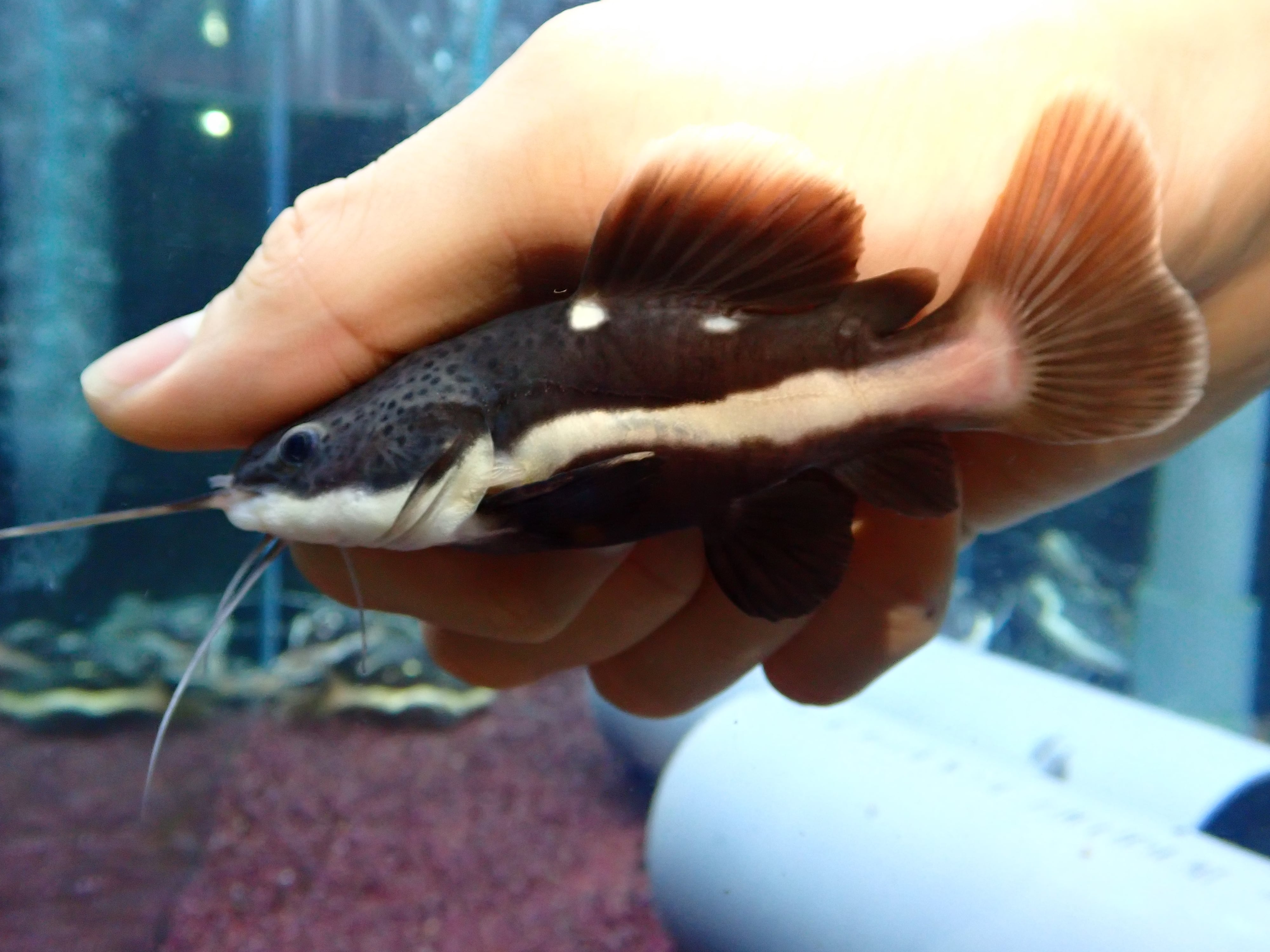 レッドテールキャット ウルトラショート