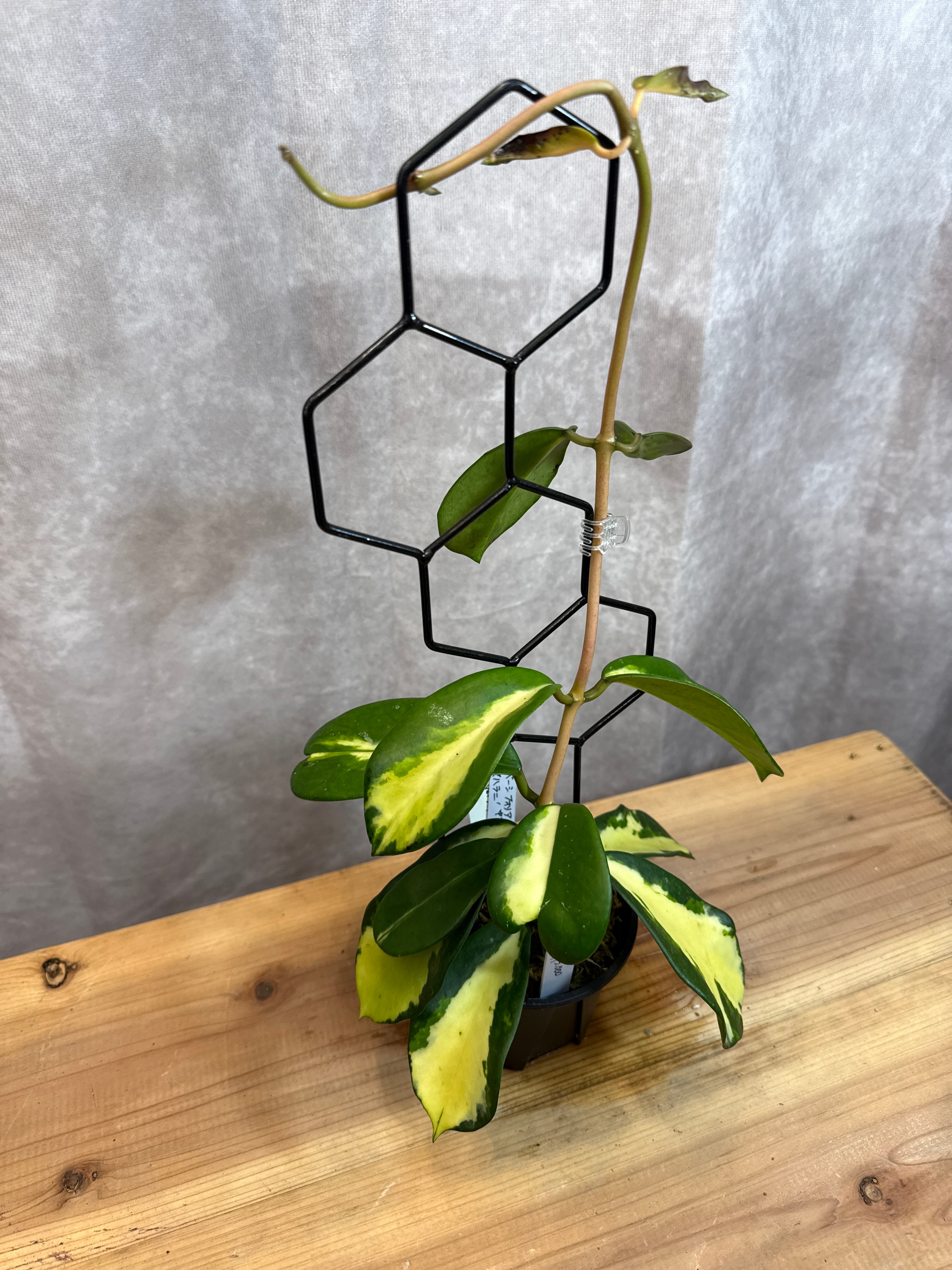 A. Hoya carnosa albomarginata splash / カルノーサ アルボ