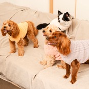 TOREOTTO38 DOG KNITVEST / YELLOW