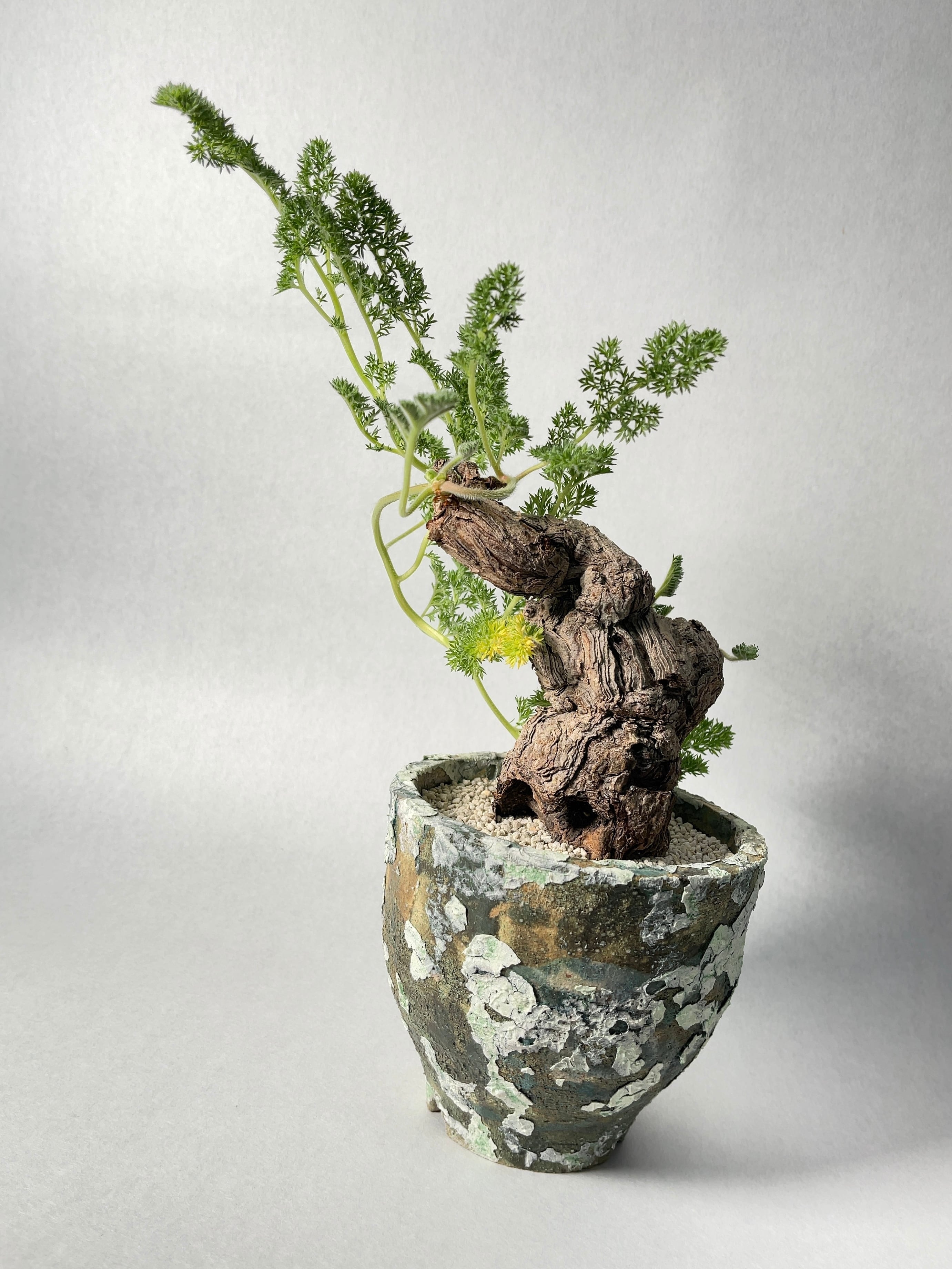 ペラルゴニウム・トリステ | trigger