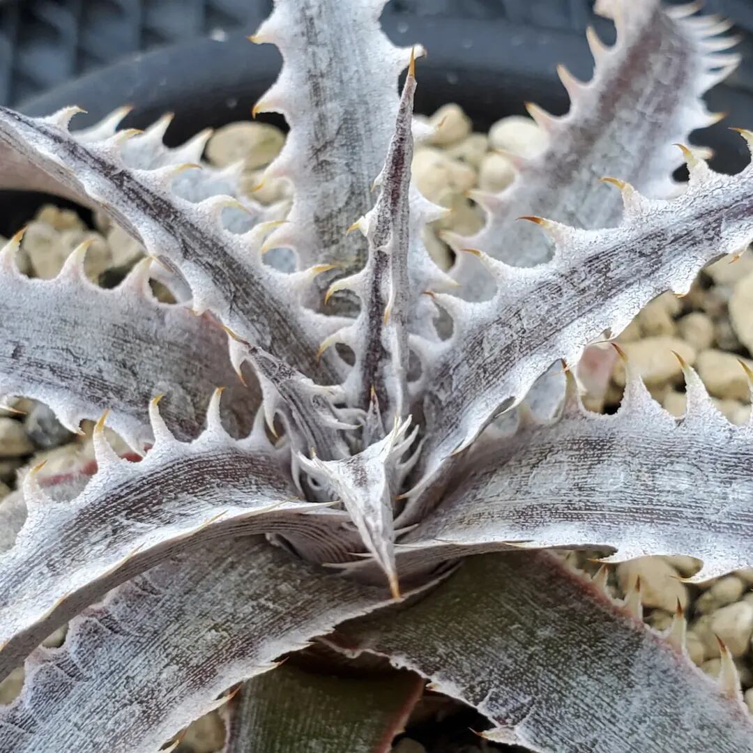 F00500_Dyckia 'Little Wing' F2 (NNN-LWF2-002)：ディッキア・リトル