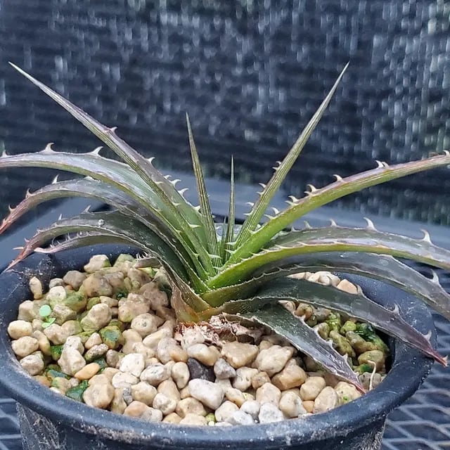 ディッキア　ワサビ③　格安　　 Dyckia 'Wasabi' （ディッキア ワサビ）成長記録④ | ~龍の巣窟~