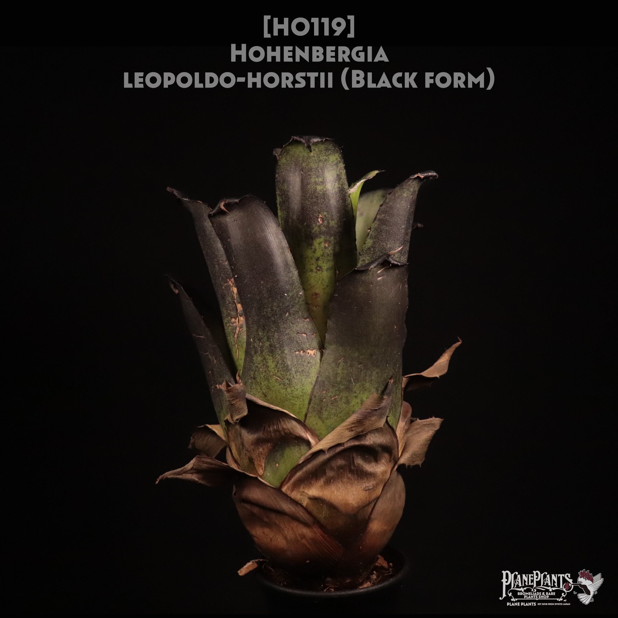 送料無料】Hohenbergia leopoldo-horstii (Black form