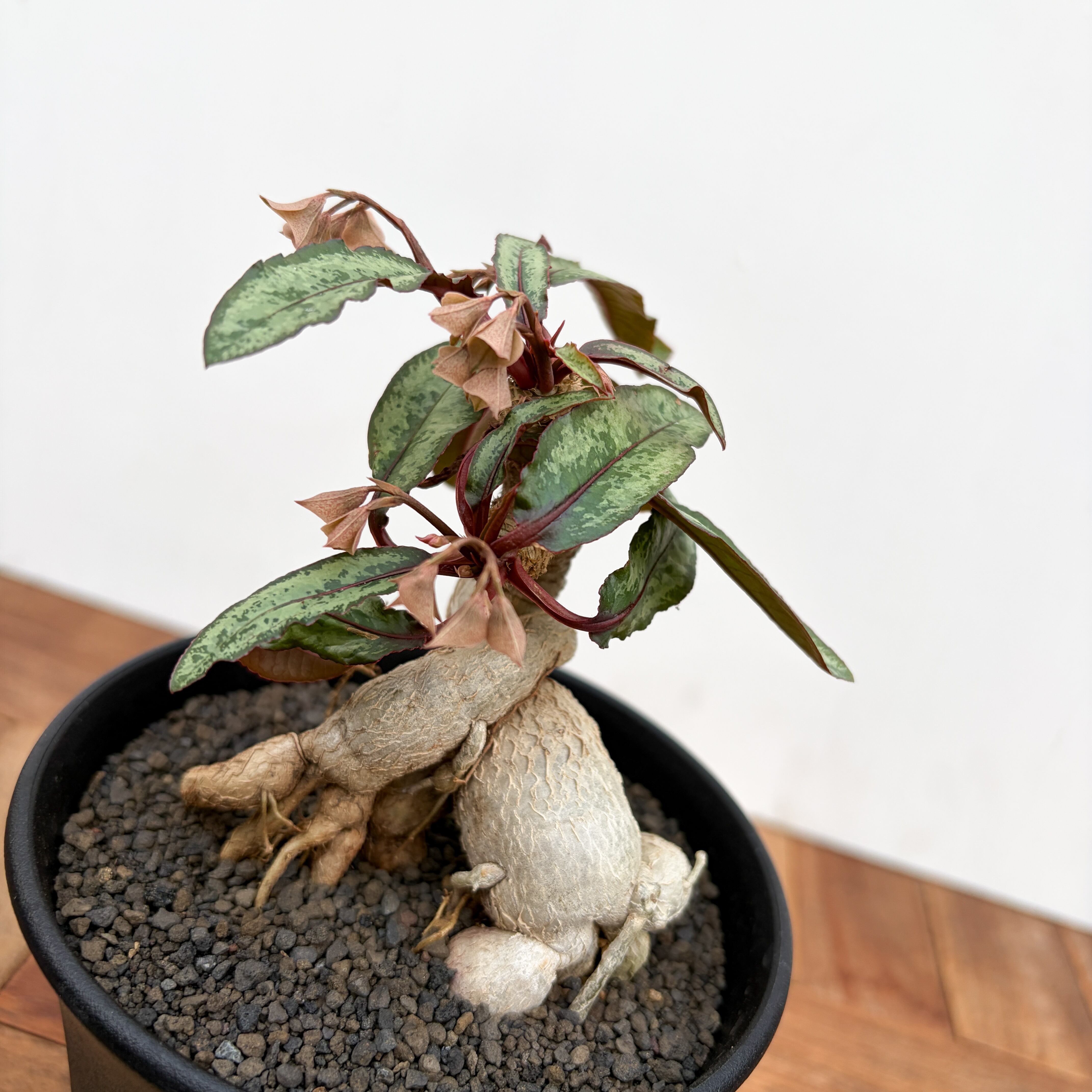 Euphorbia cremersii【ユーフォルビア・クレメルシー】 | RIMO'S GREEN