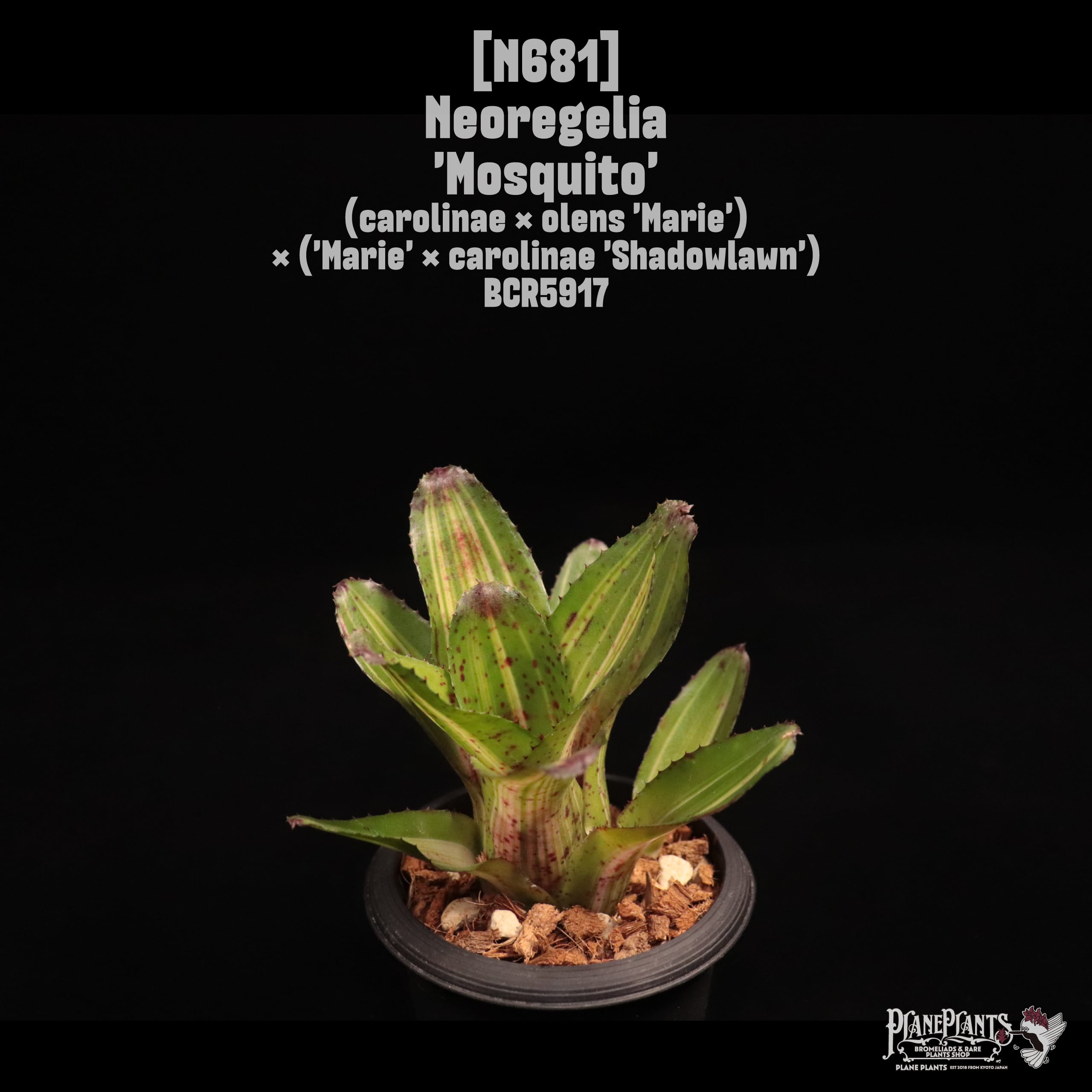 Neoregelia 'Mosquito'〔ネオレゲリア〕N681
