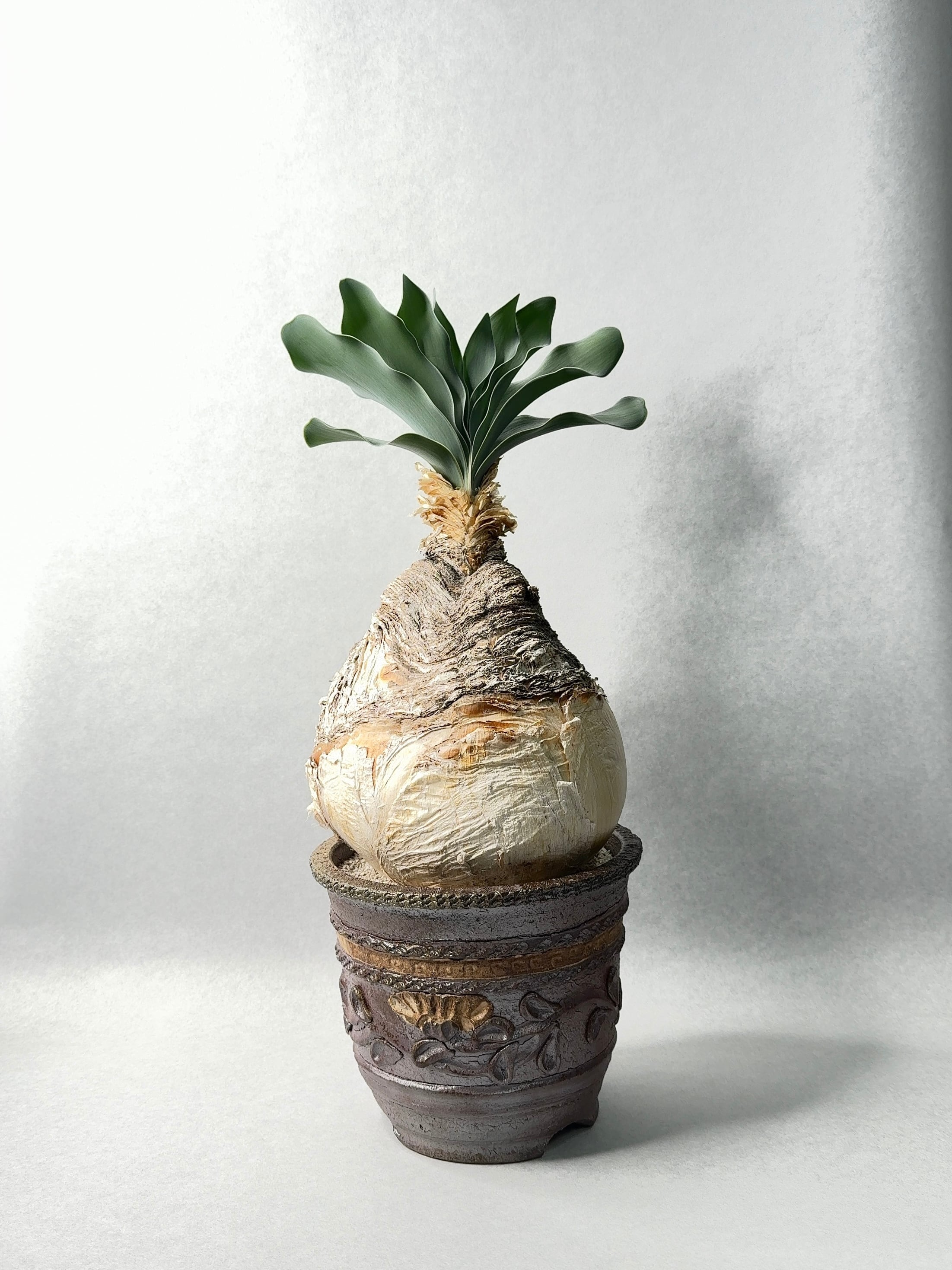 ブーファン・ハエマンソイデス | trigger